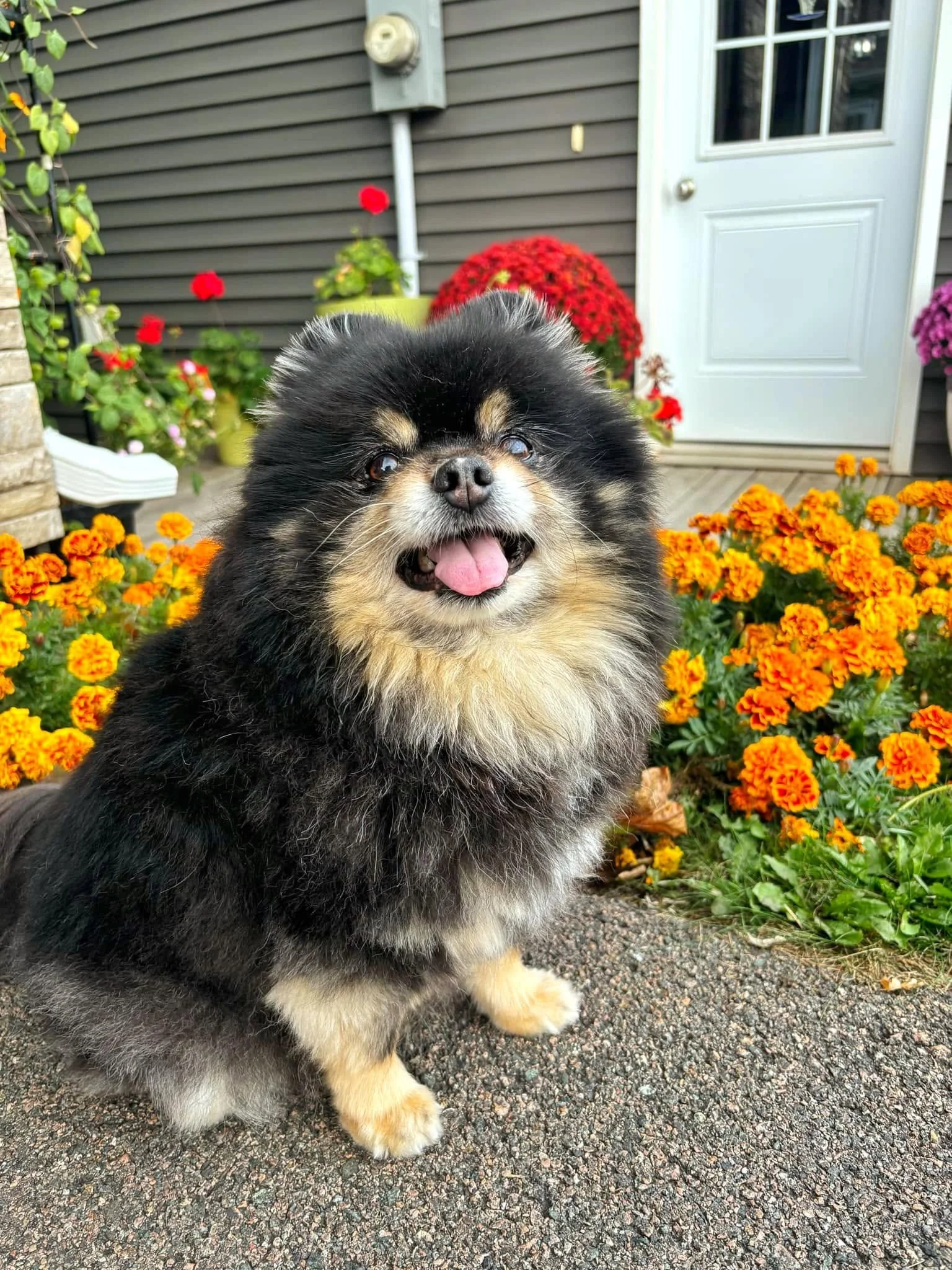 A fluffy black and tan Pomeranian dog named Finn, with its tongue out, sitting on a gravel pathway in front of orange marigold flowers and red and purple chrysanthemums, with a gray house wall, a white door, and a window in the background.