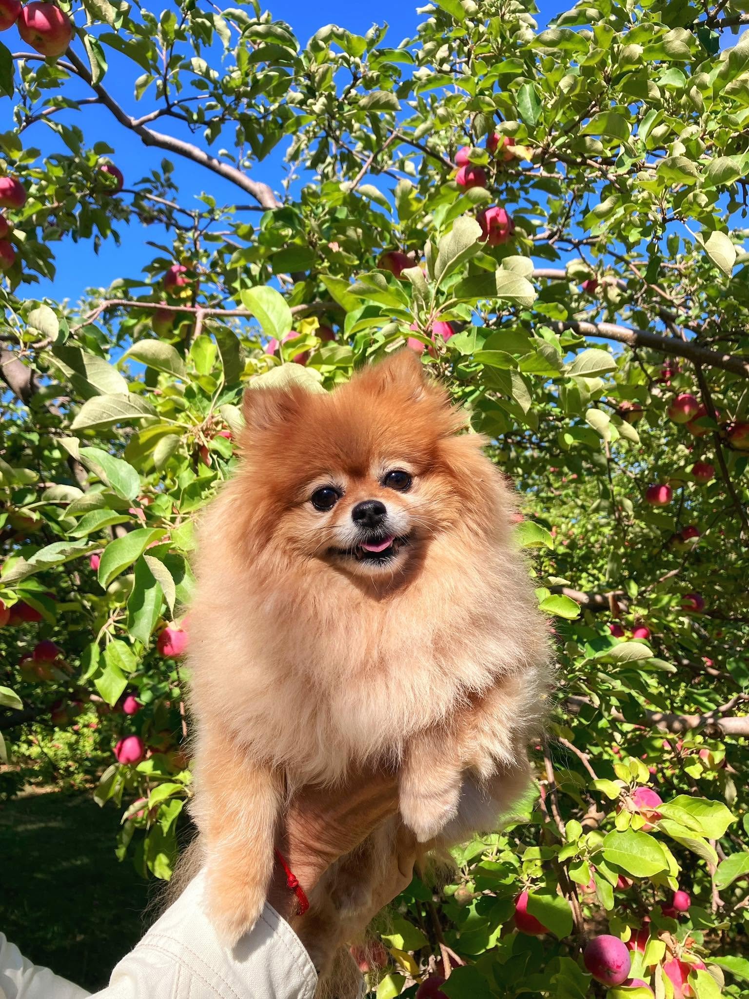 A fluffy Pomeranian dog with light brown fur, named Effie, being held up in front of a tree with green leaves and pink apples or flowers.