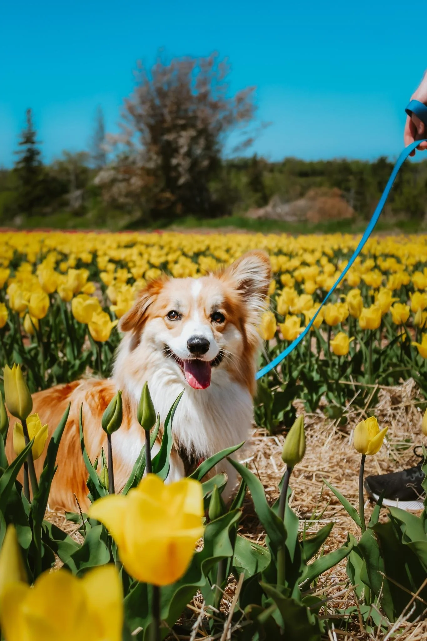 A cheerful dog named Faffy, standing among a field of yellow tulips with a blue sky and trees in the background.