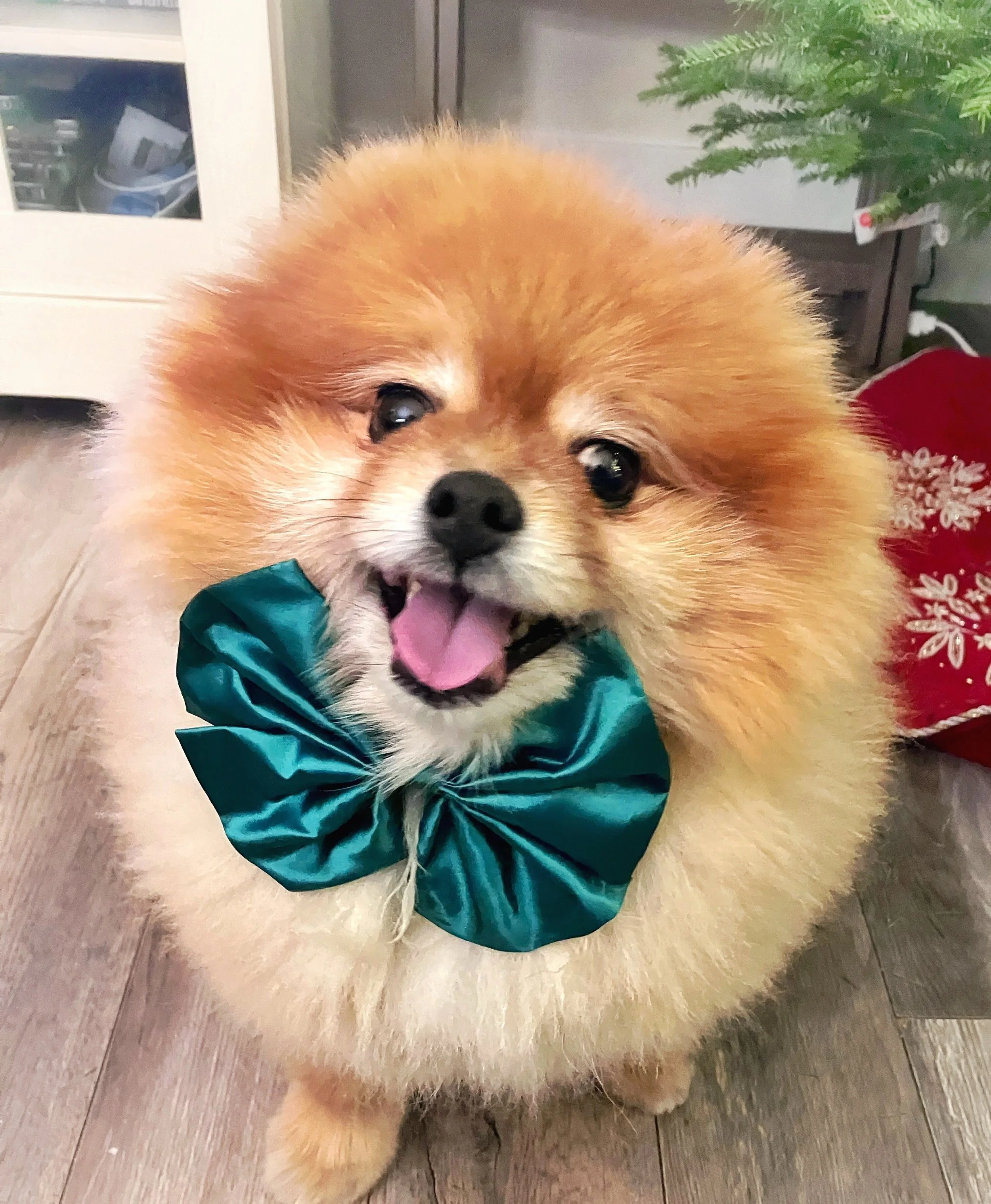 Cute fluffy Pomeranian dog named Buddha, wearing a teal coat, sitting on a wooden floor, yawning with its tongue out.