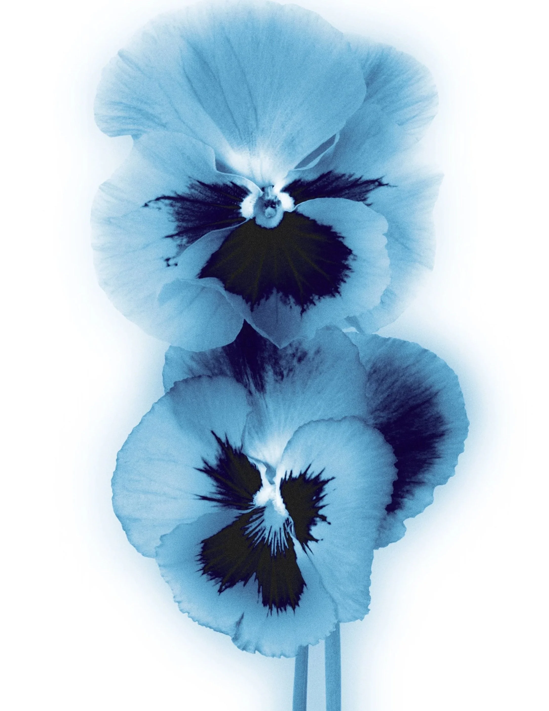 Blueflower.jpg