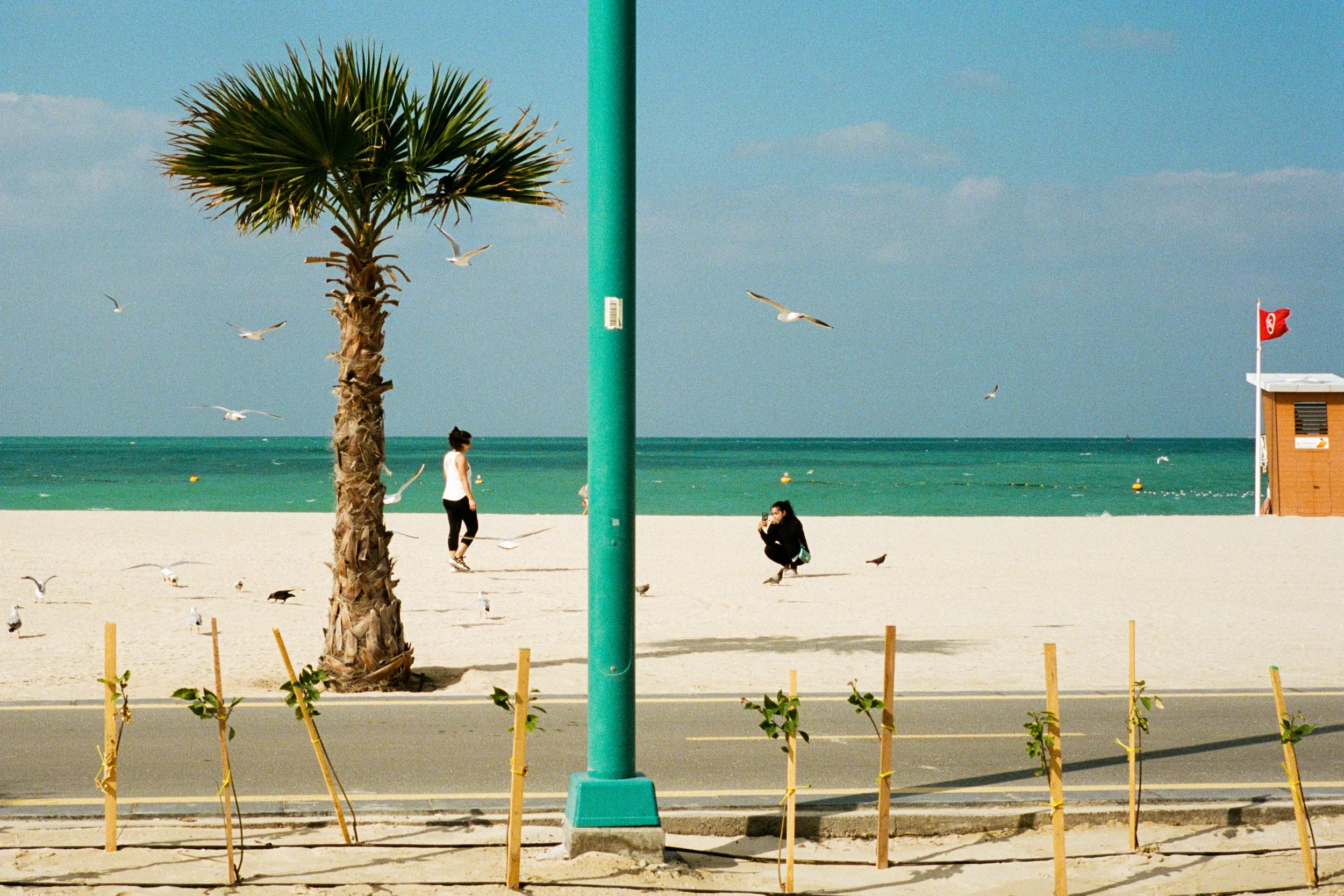 Gulls, a jogger and staked saplings in fresh pavement beside the beach