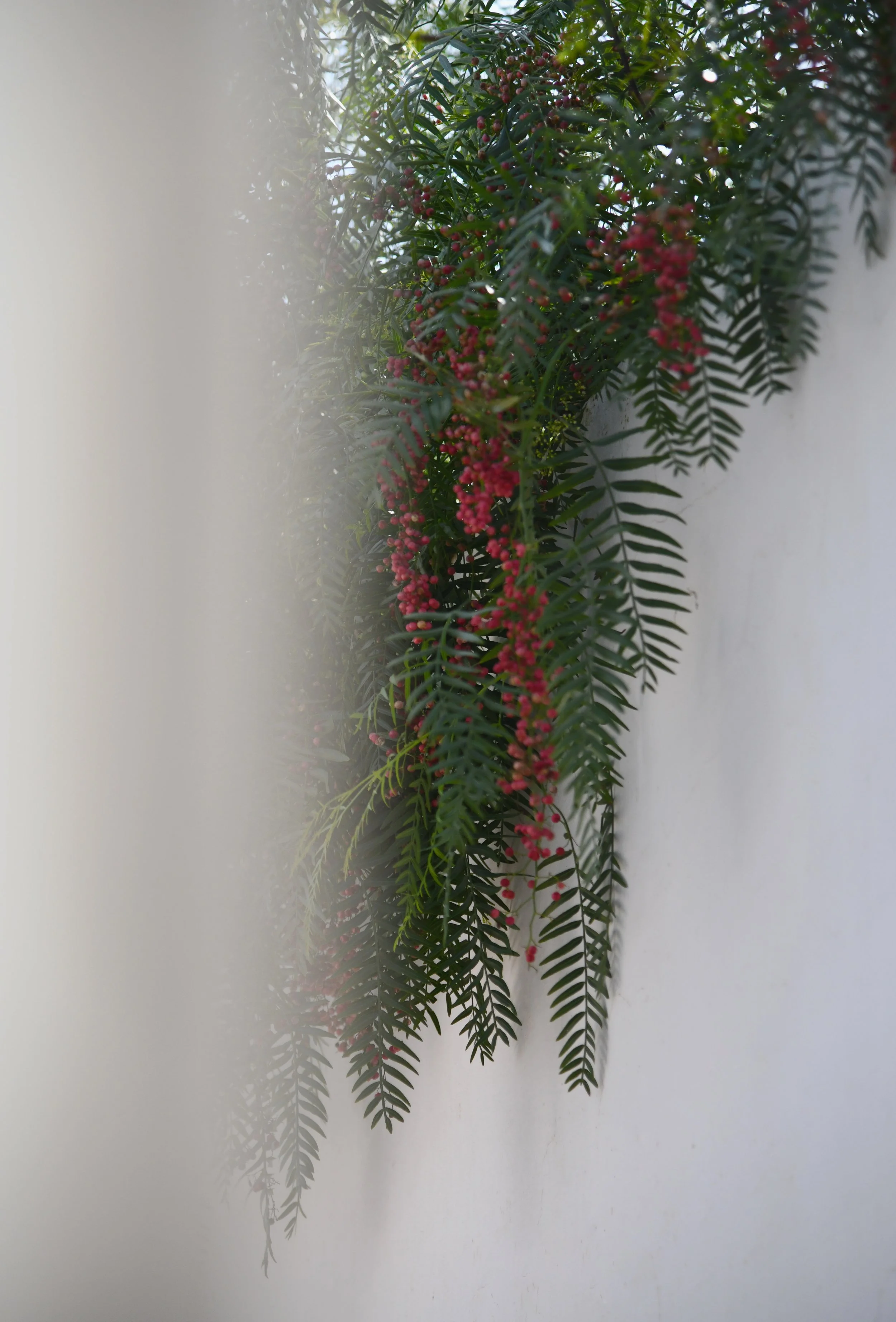 Branches du poivrier rose de la Pink Pepper House - Essaouira.