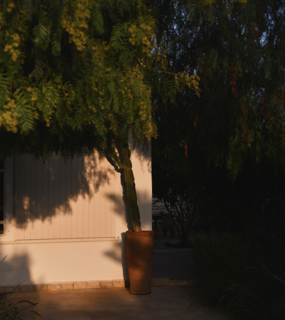 Arbre dans un grand pot en terre cuite devant un bâtiment, avec des ombres de feuilles projetées sur le mur.