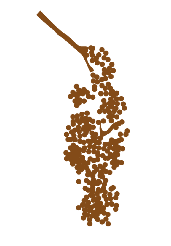 Illustration du poivrier rose symbole de la Pink Pepper House