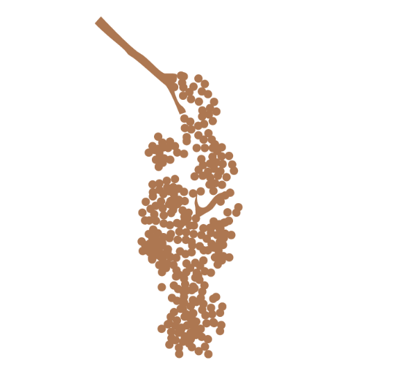 Illustration du poivrier rose de la Pink Pepper House.