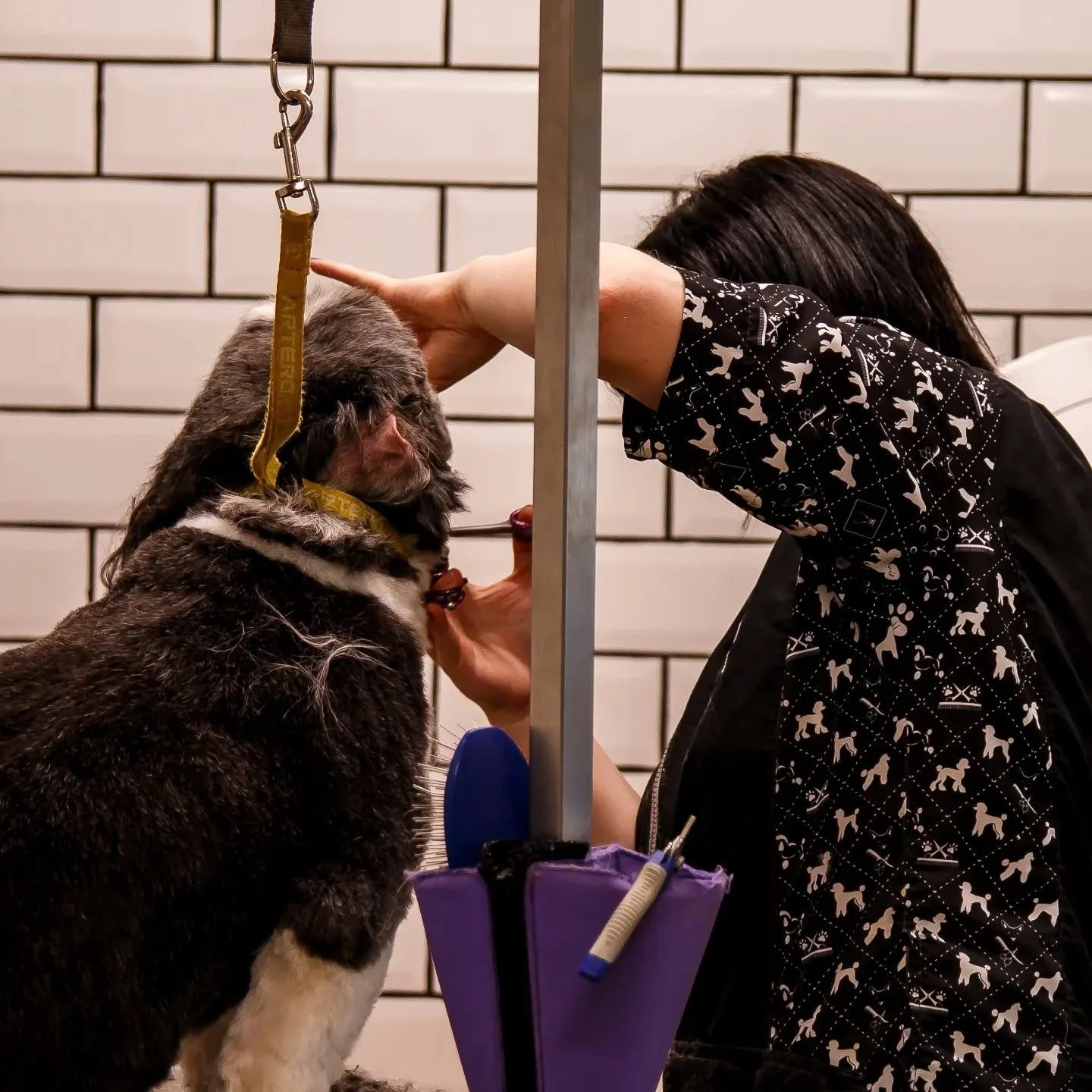 Clipping and styling dog fur during grooming lesson