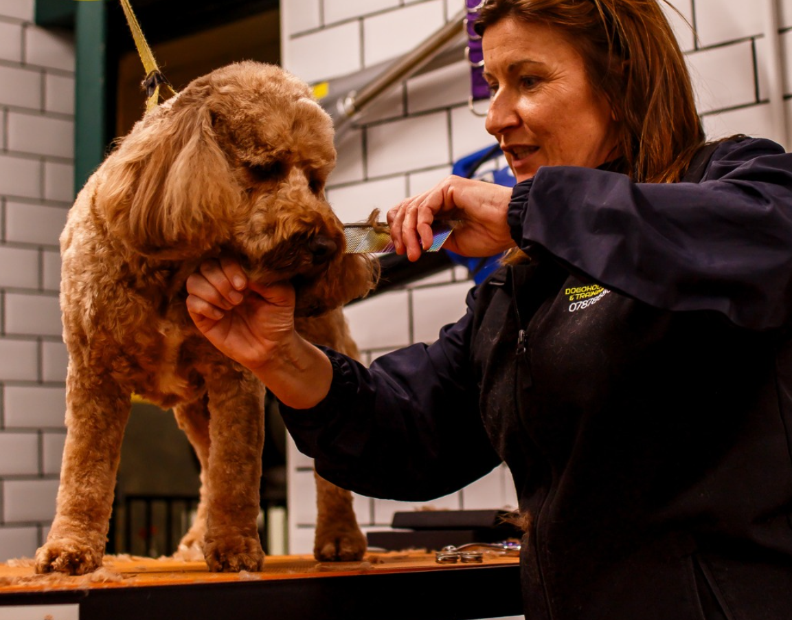 Owner of Canine Care Academy working with dog