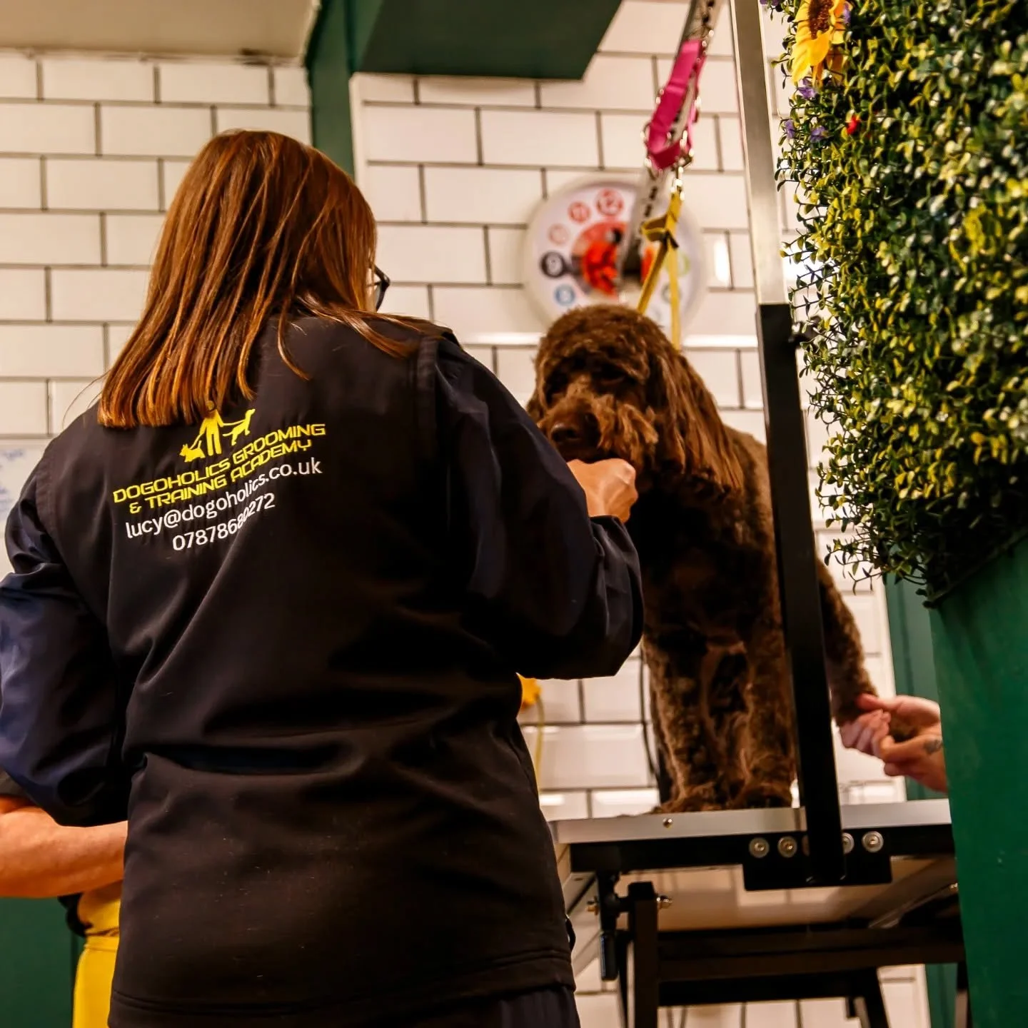 Clipping and styling dog fur during grooming lesson