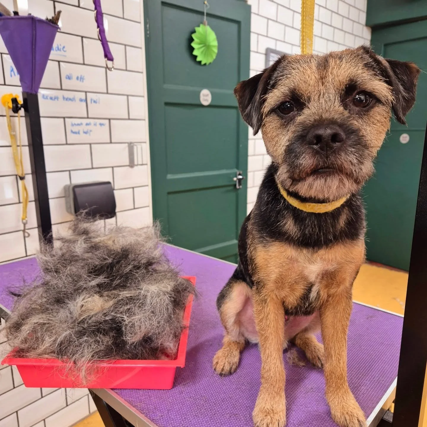 Finished dog grooming result showing clean and styled coat