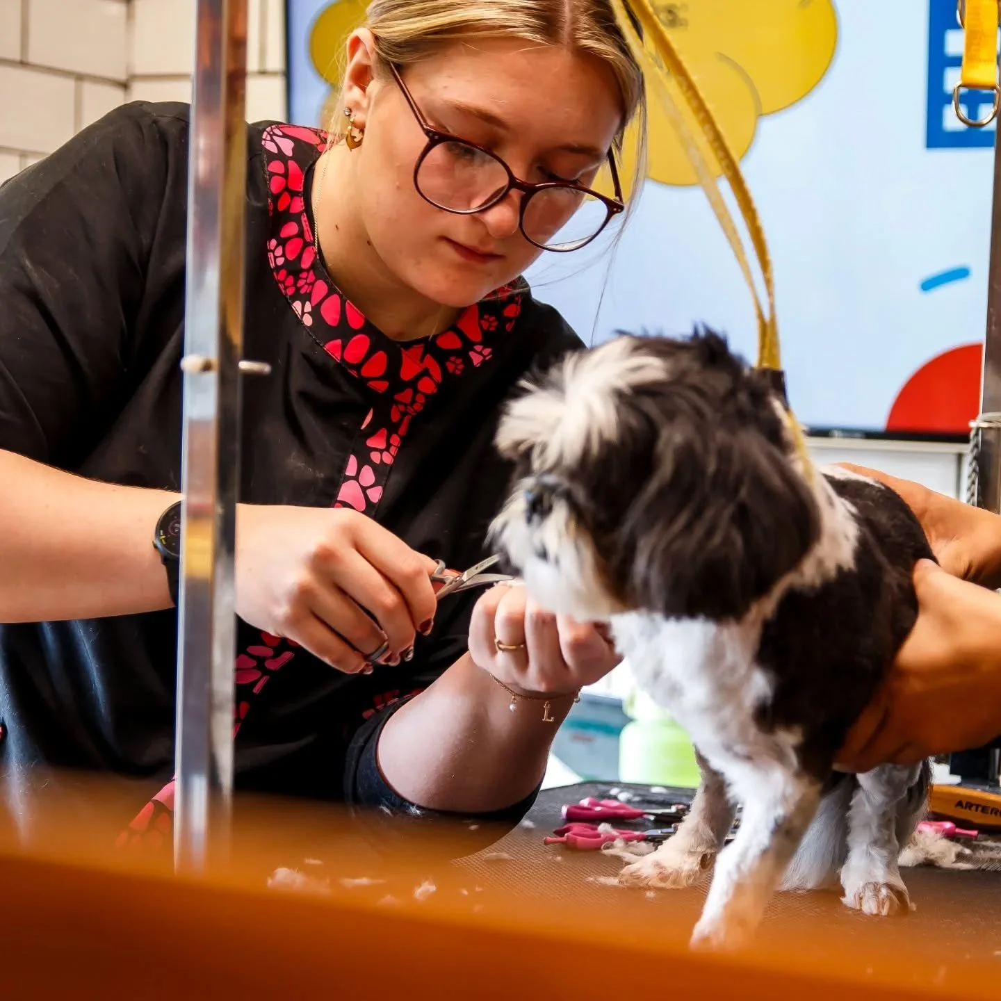 Dog being groomed during professional training course