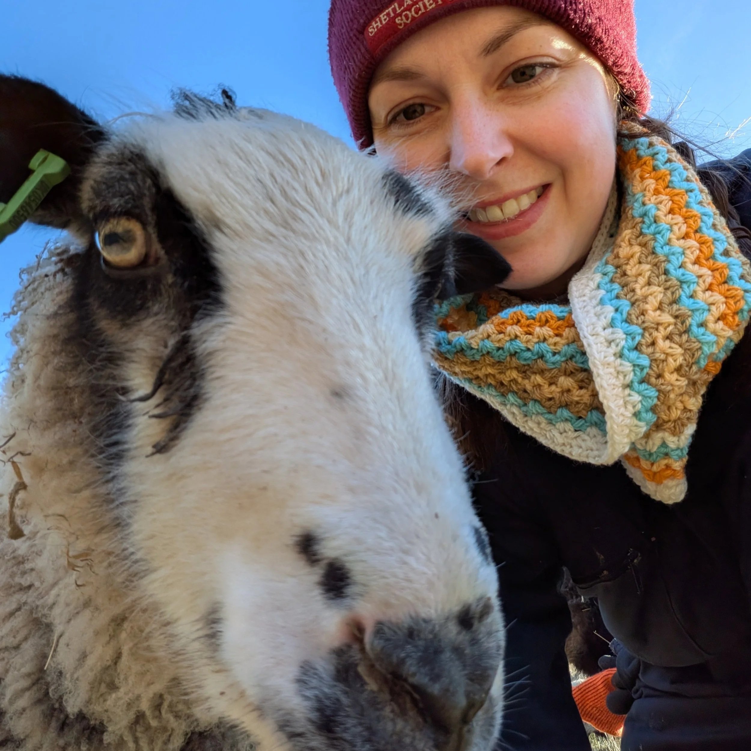 Albany Wool / Jenny Donoghue - Yarn