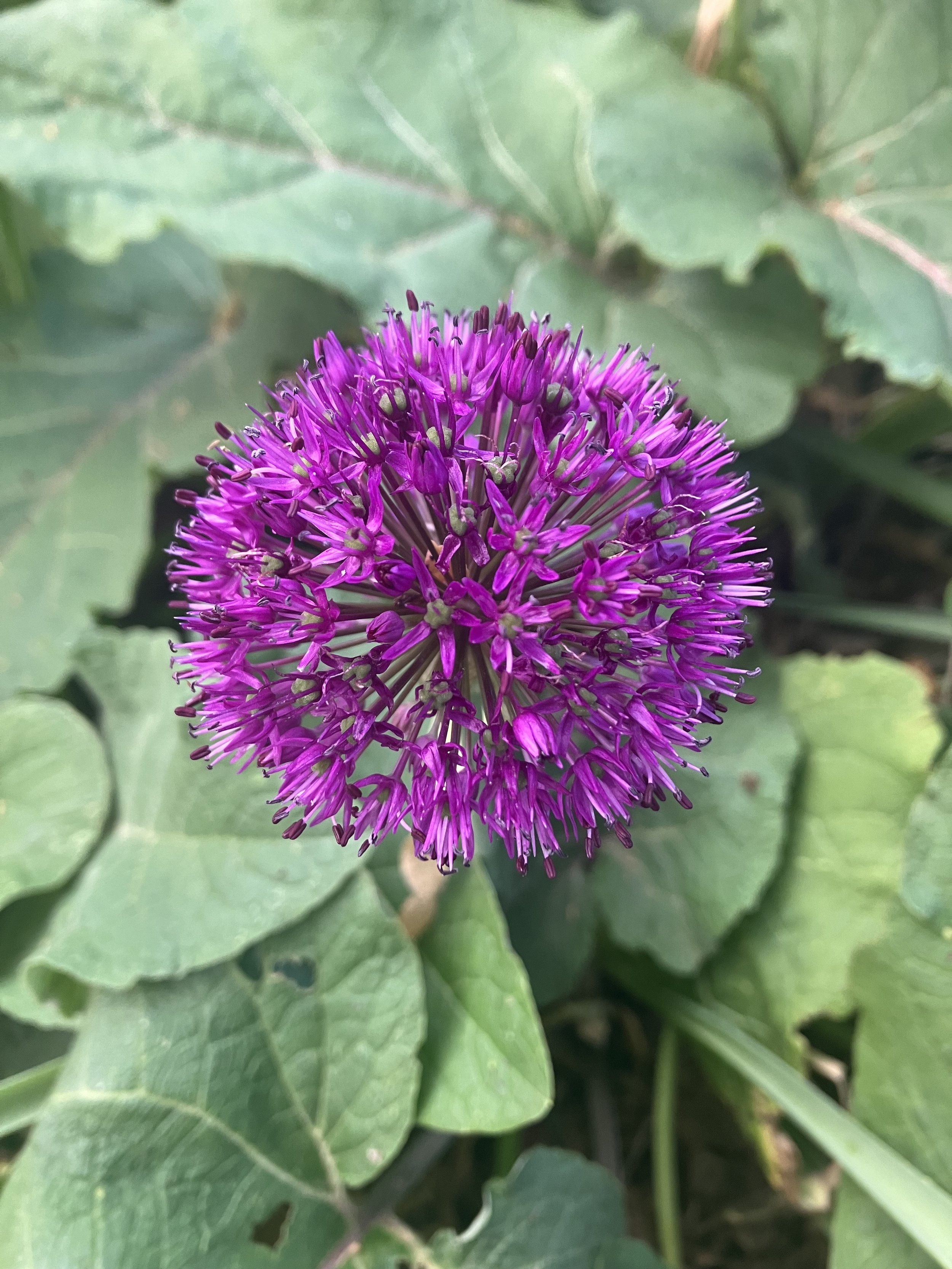Allium and Burdock.jpeg