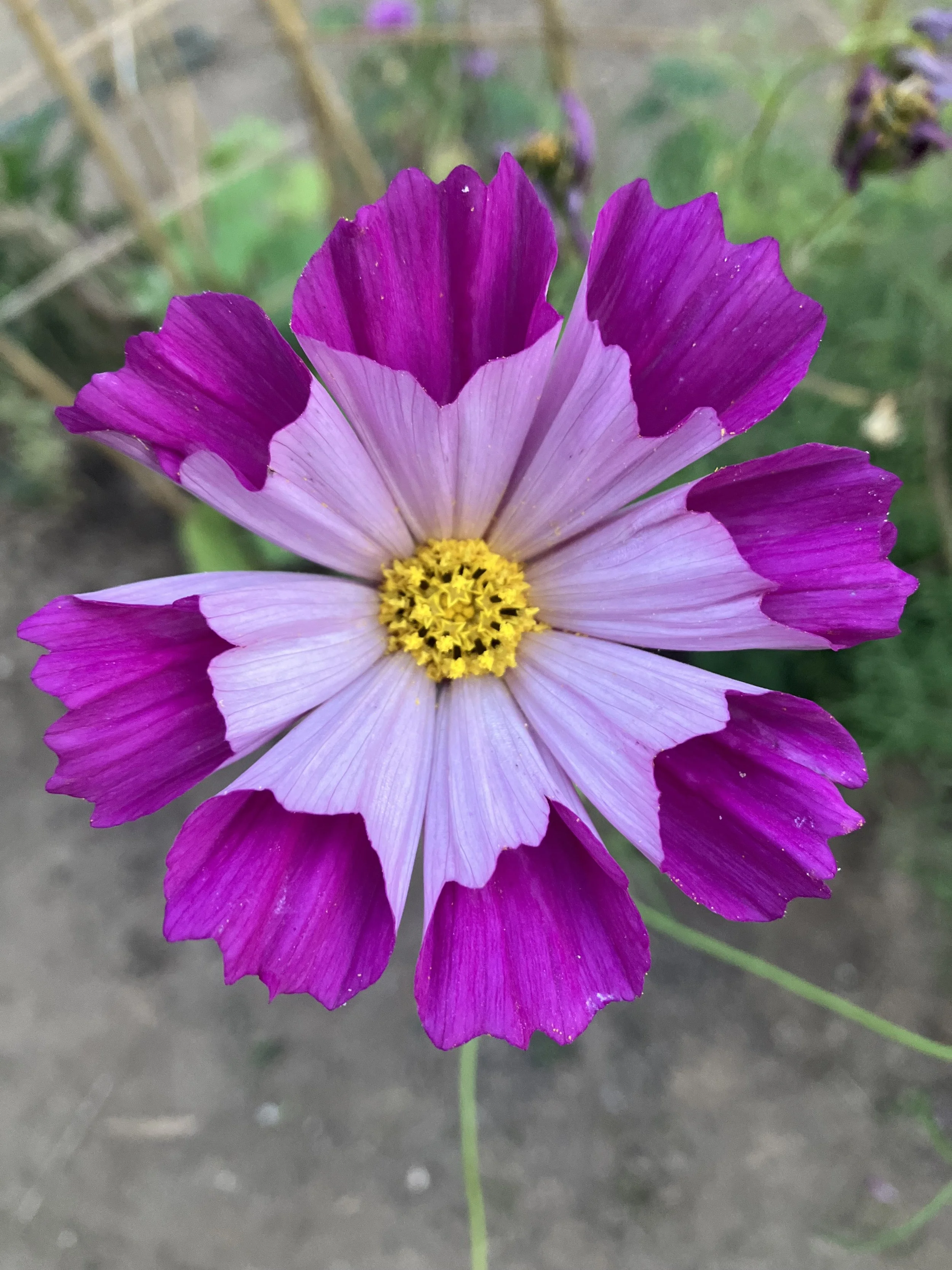 Cosmos.jpeg