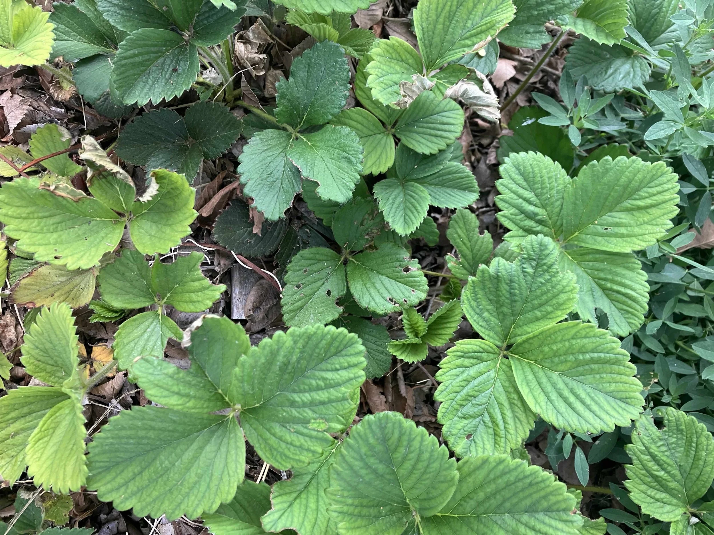 Strawberries.jpeg