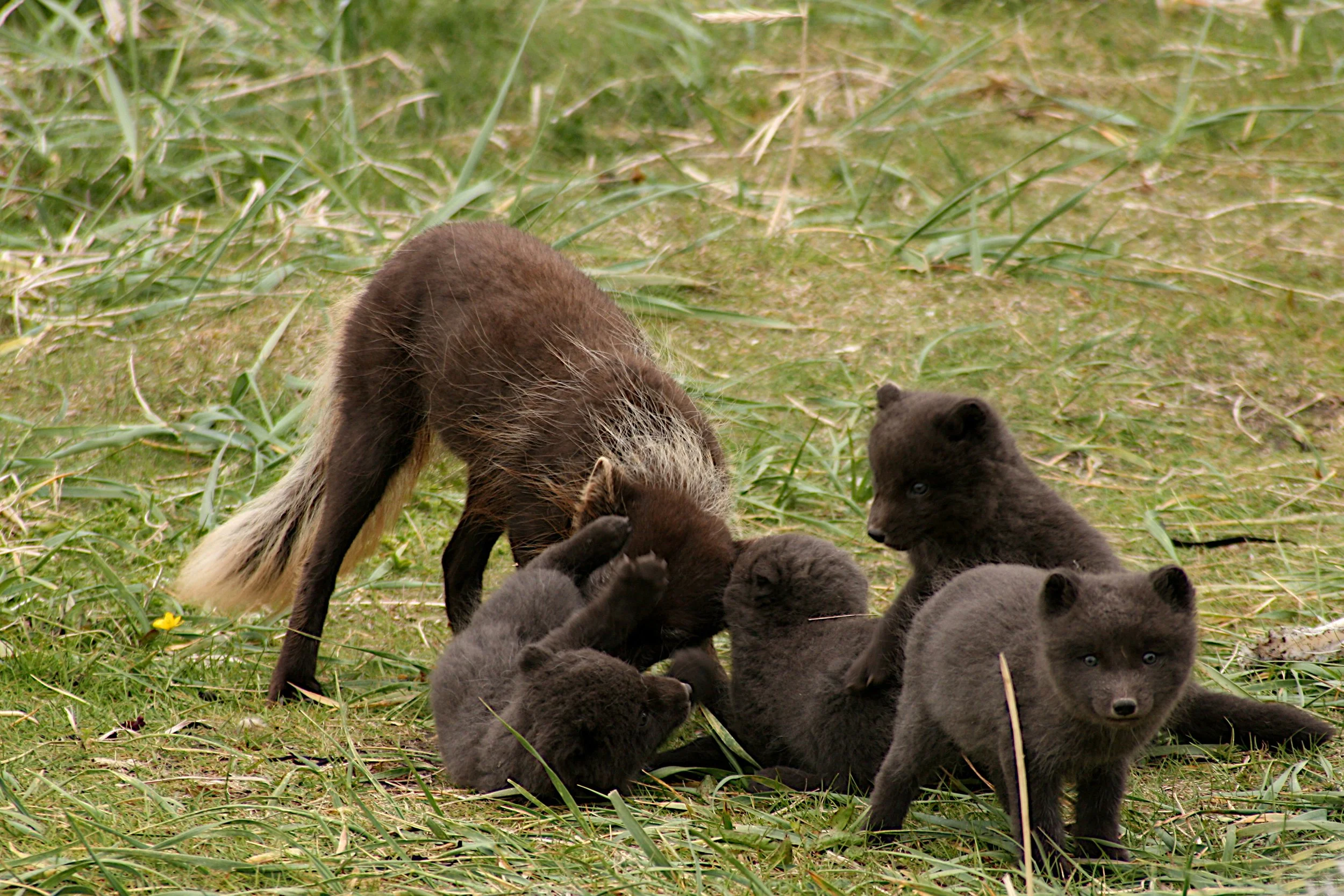 A group of black bear cubs with a brown mother bear in a grassy field.