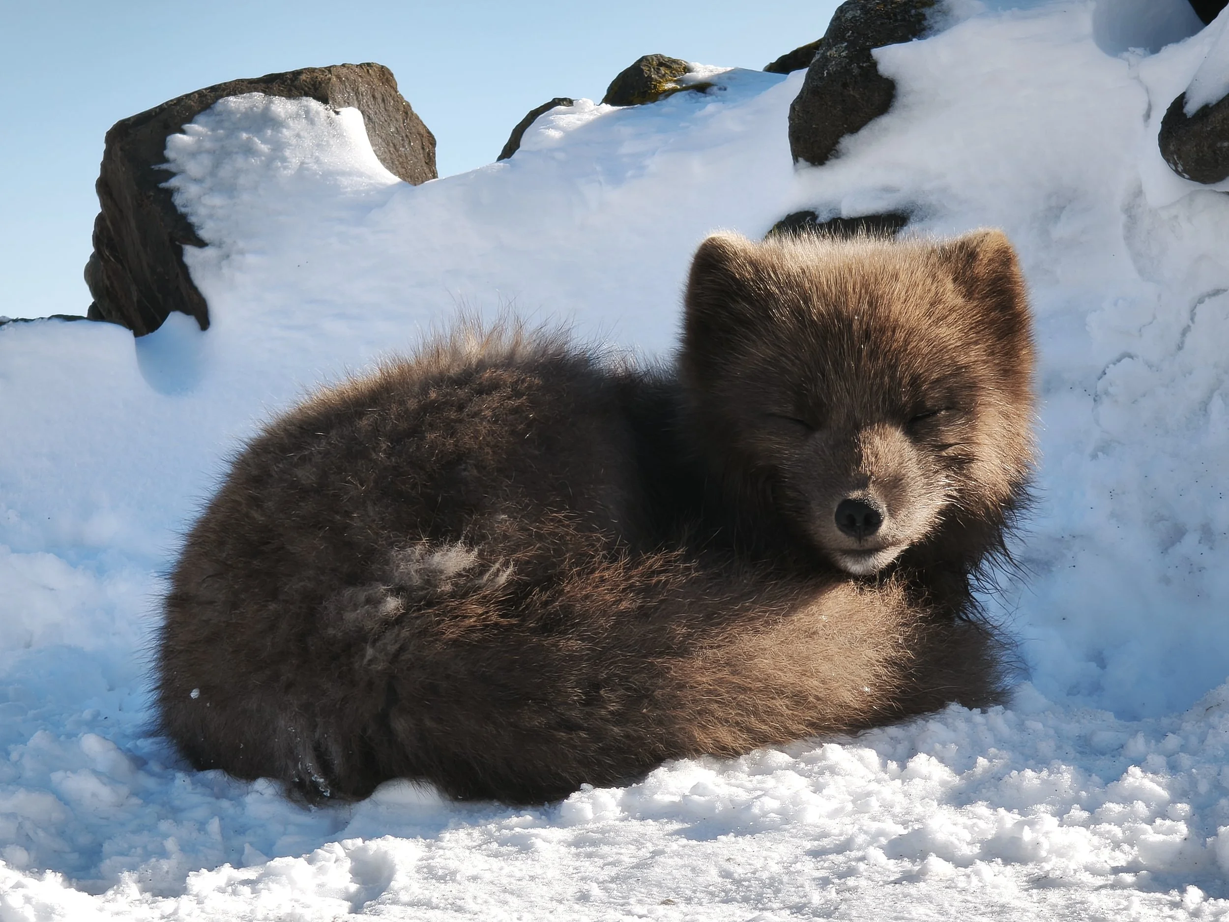 A brown bear resting on snow-covered ground with rocks and snow in the background.