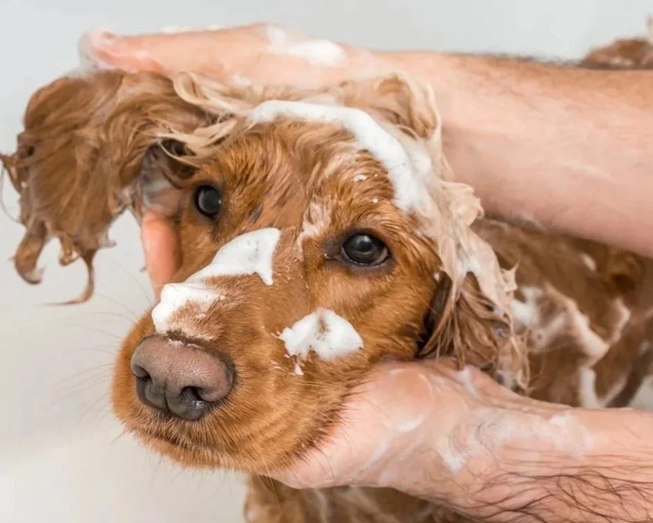 Bath%2B%2526%2BBrush.jpg