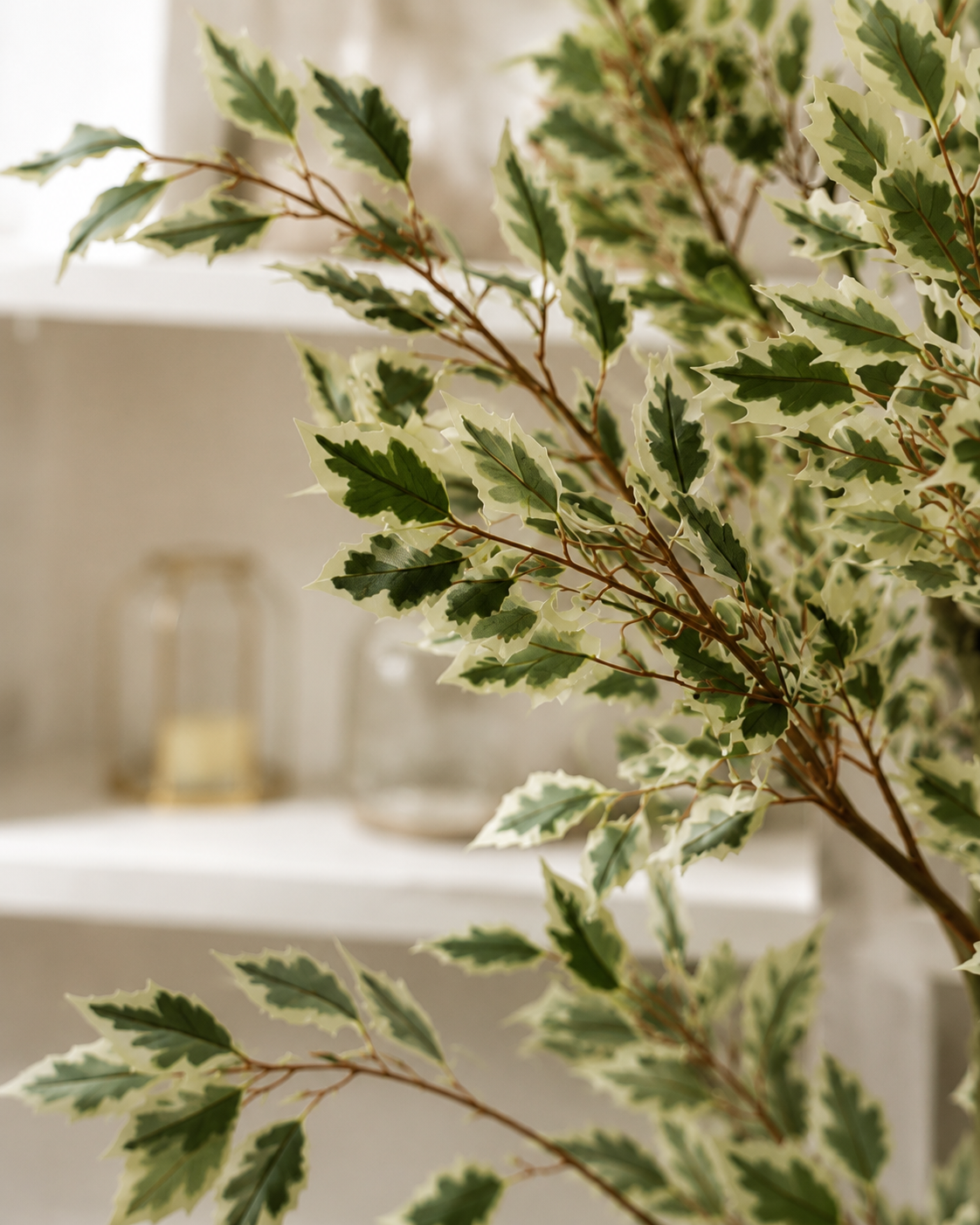 ficus 2.png