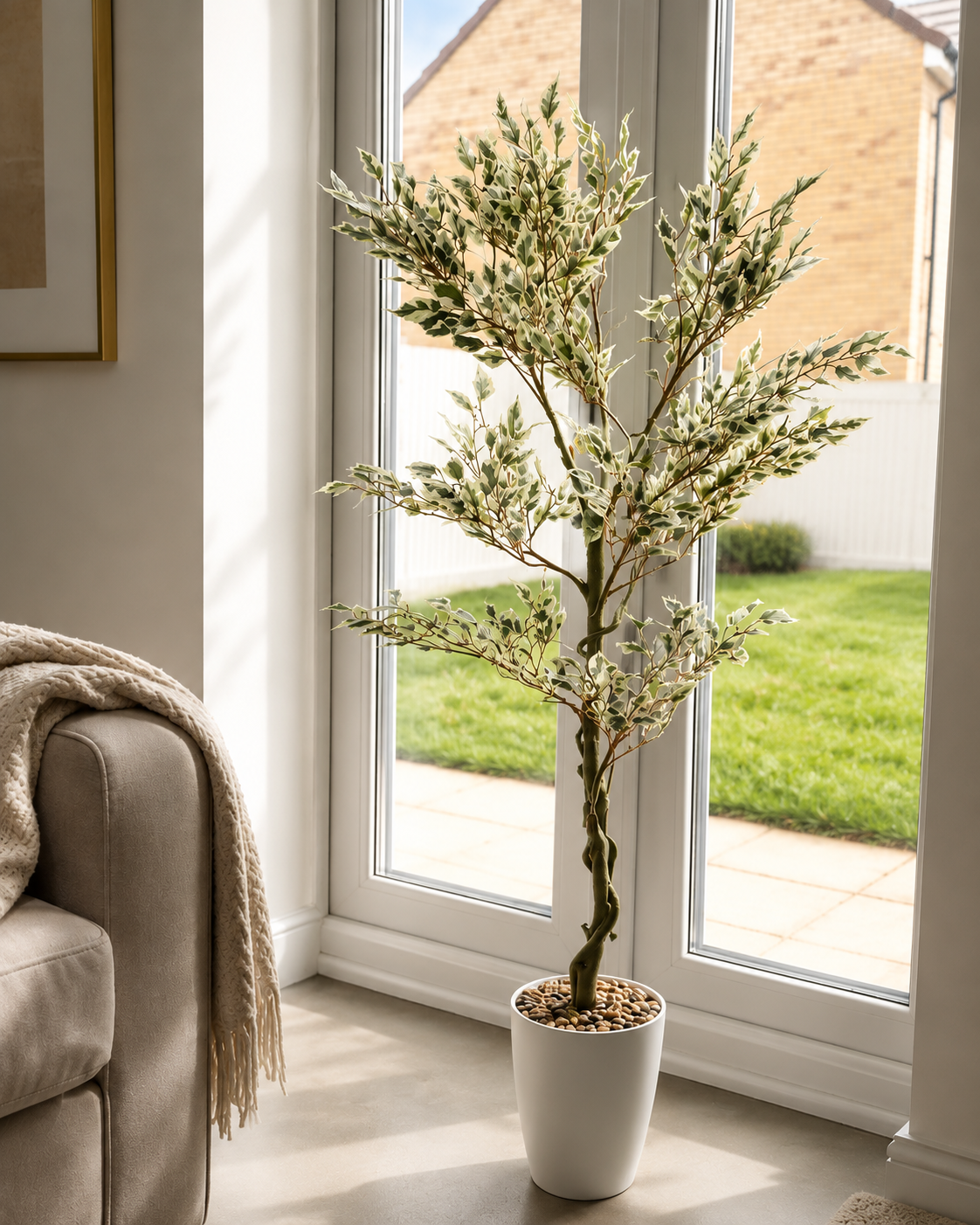 ficus 1.png