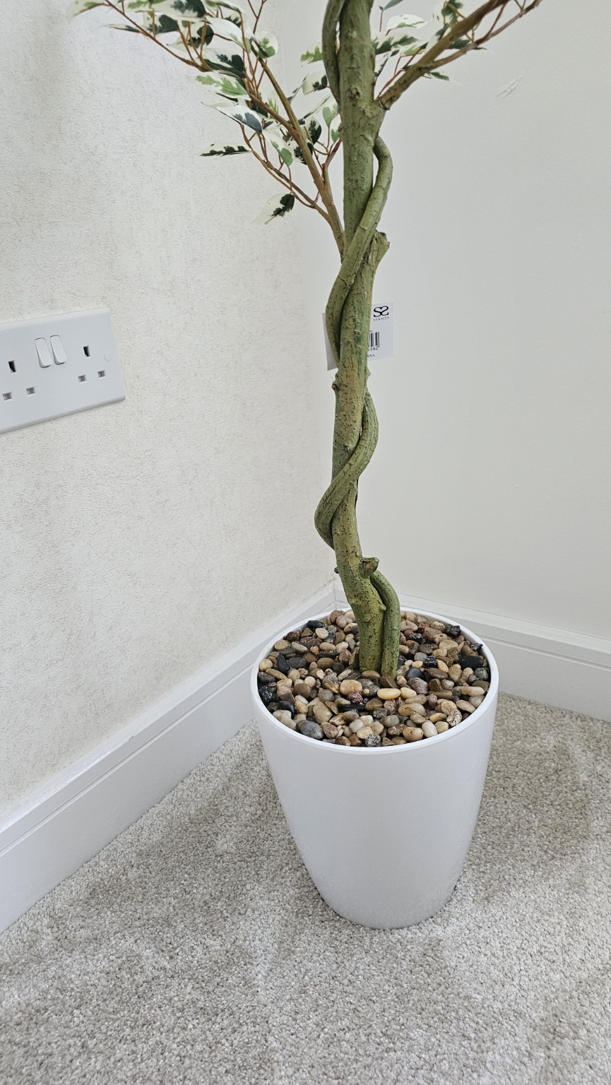 ficus 11.png