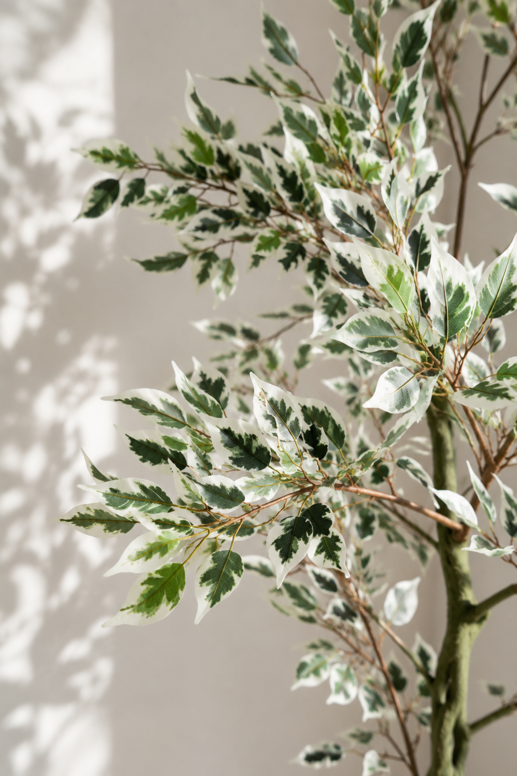 ficus 5.png