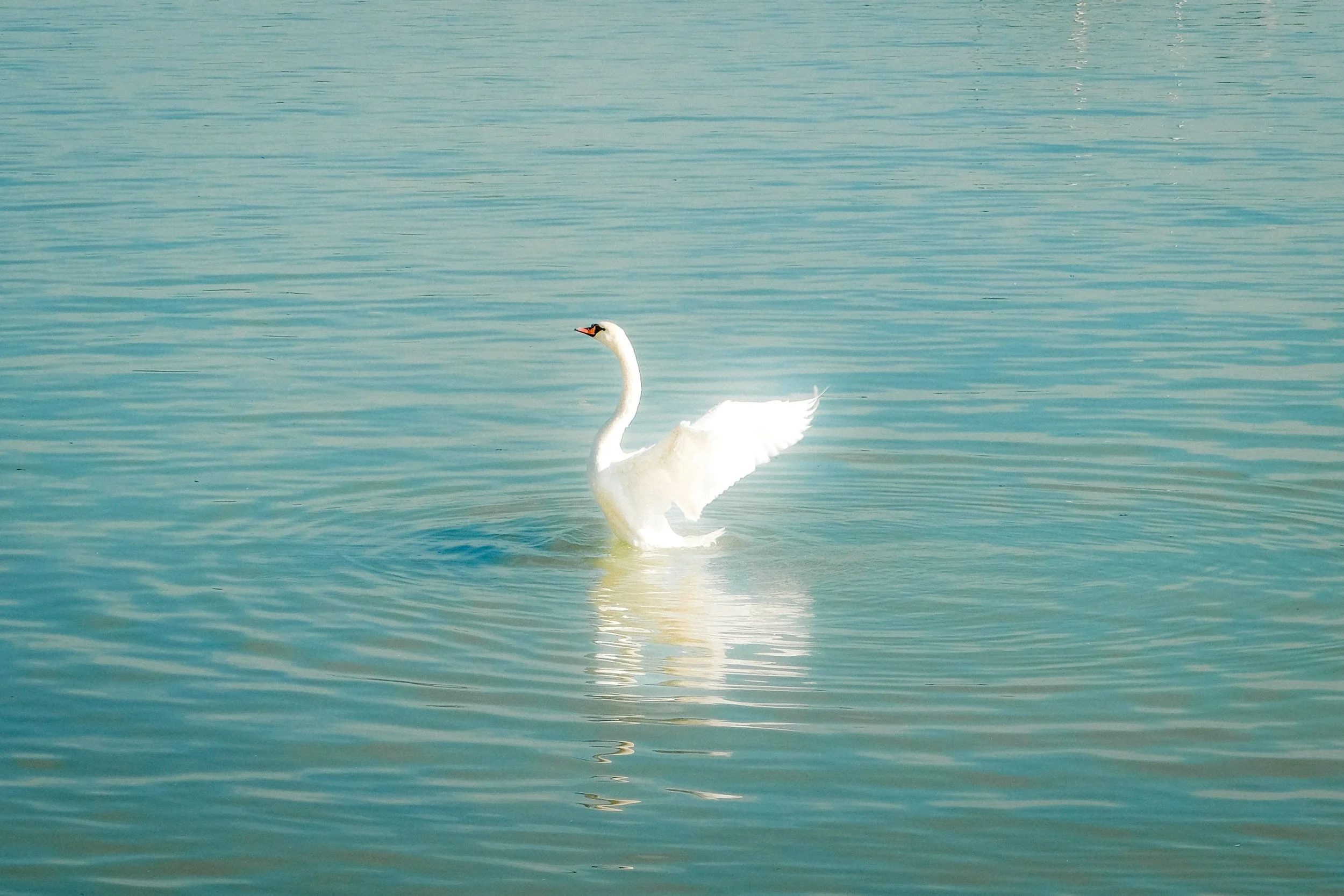 A white swan swimming in a calm body of water with ripples.