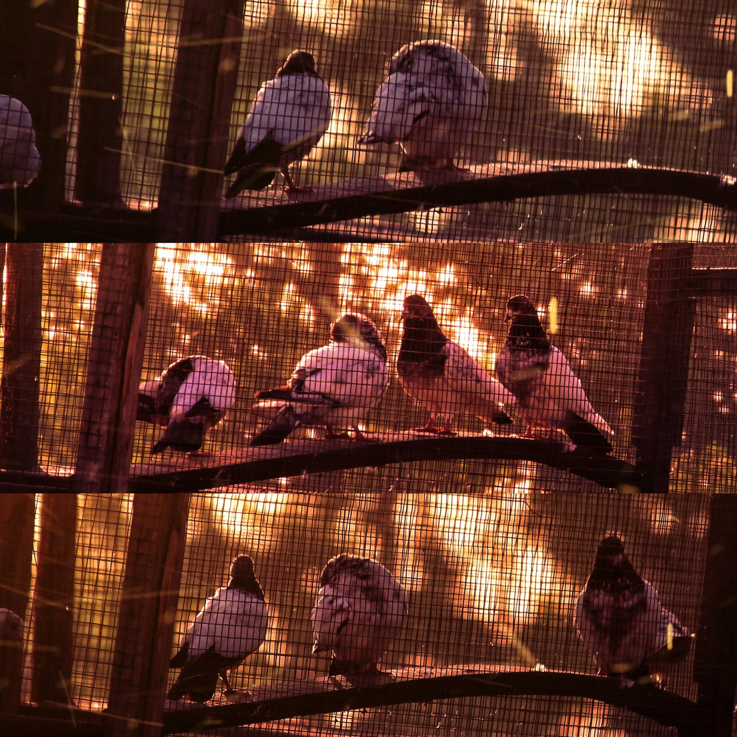 Group of pigeons sitting on a perch inside a wire cage during sunset.