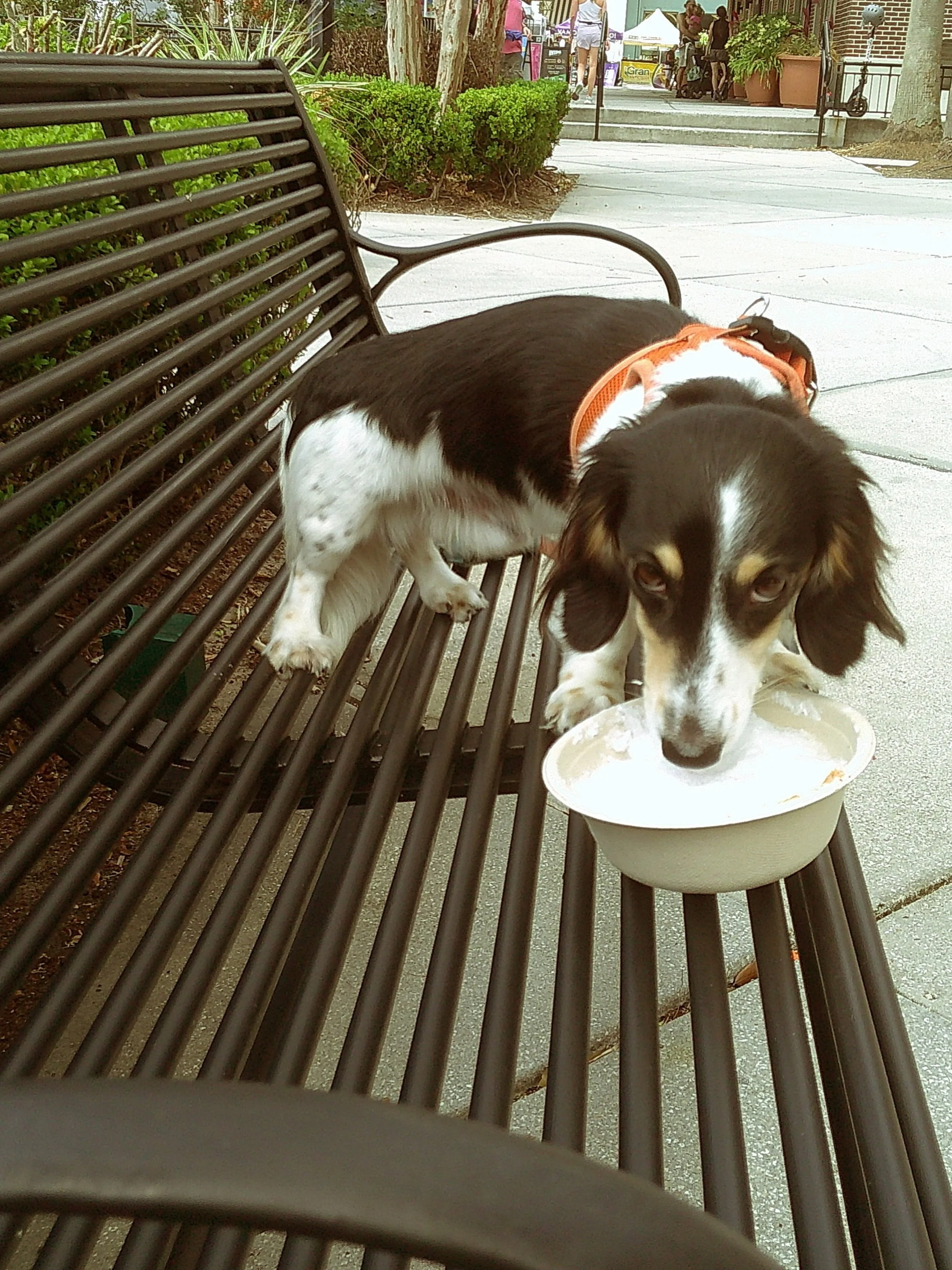 Happy National Dog Day 🐾 to all the pups out there, big and small! 

Do we have more photos of your furry babies eating a pup cup, than we do actual shave ice we have made&hellip;? Yes, but we see absolutely nothing wrong with that! 

Every day is a
