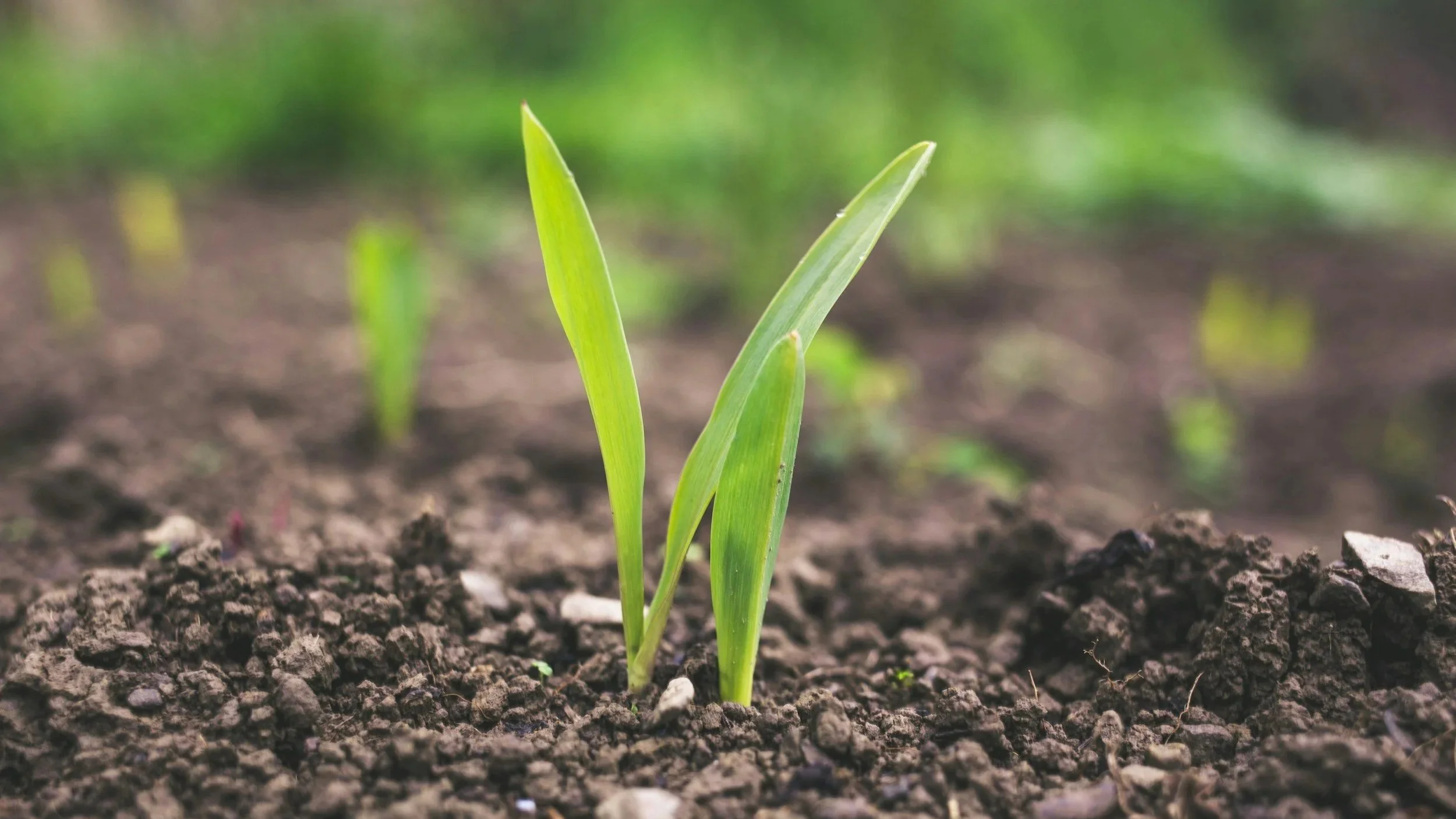 Close-up of green seedlings sprouting from dark soil in a garden or field.