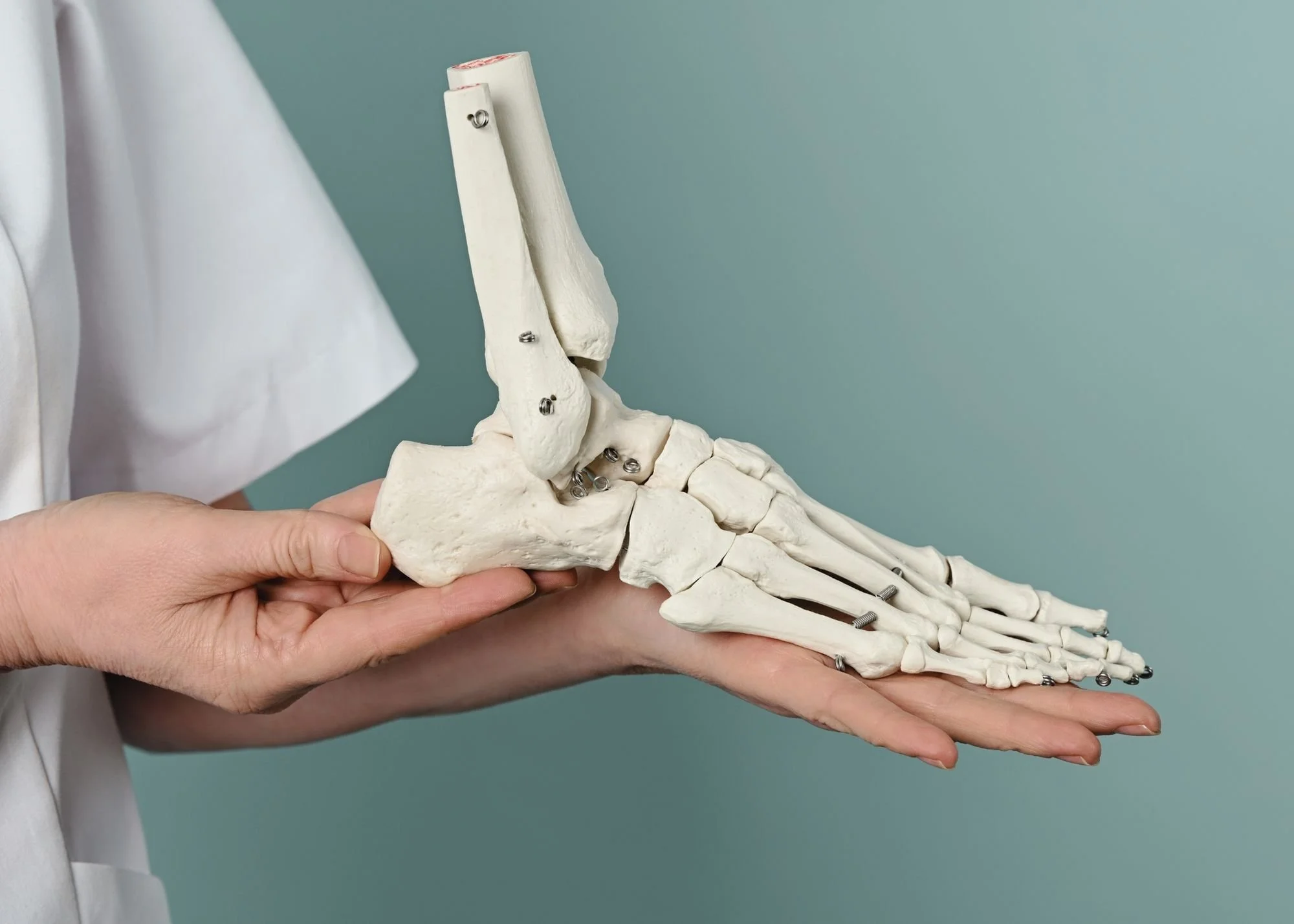 Medical professional holding a human foot and ankle model showing bones and screws.