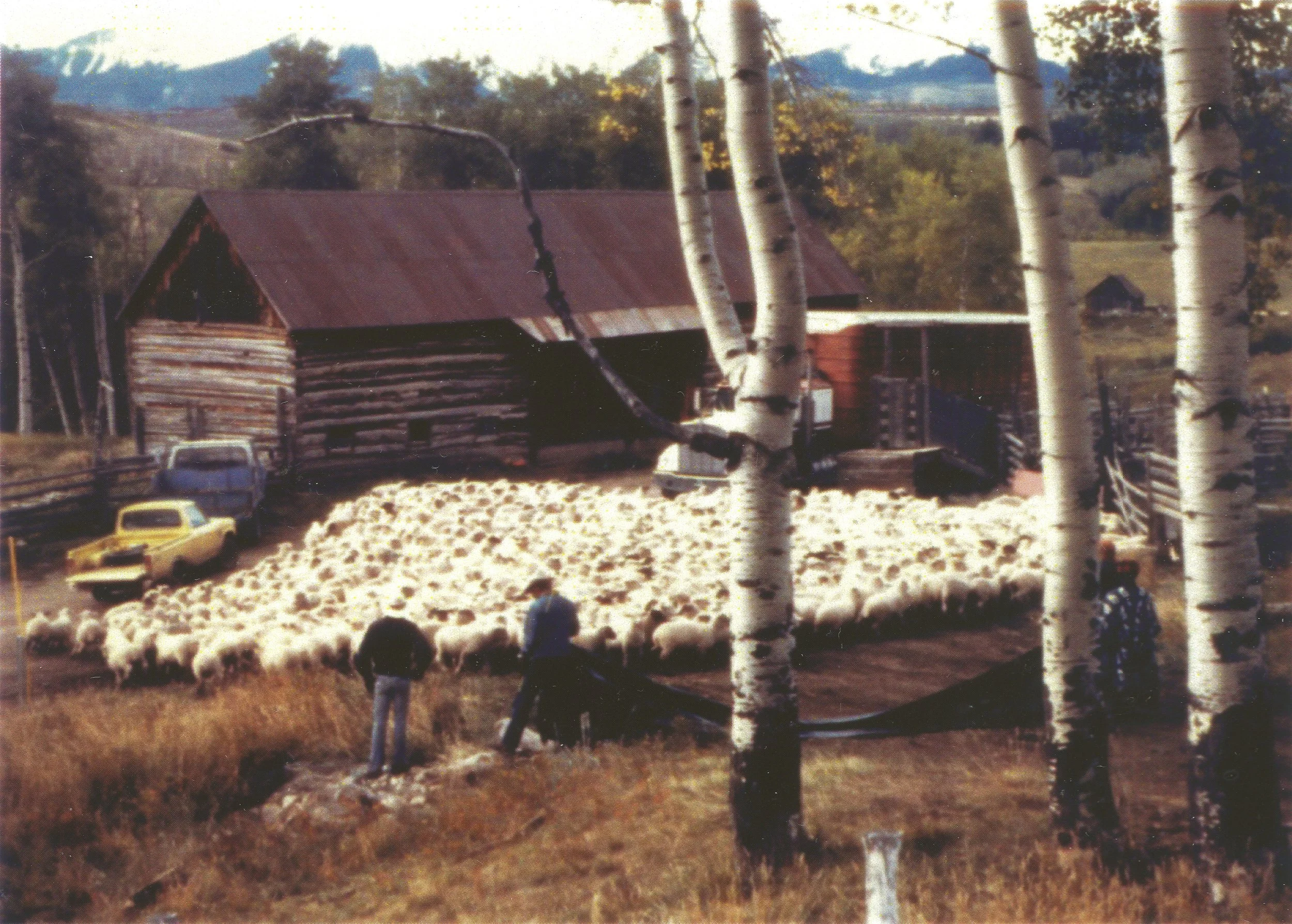 sheep web page.jpg