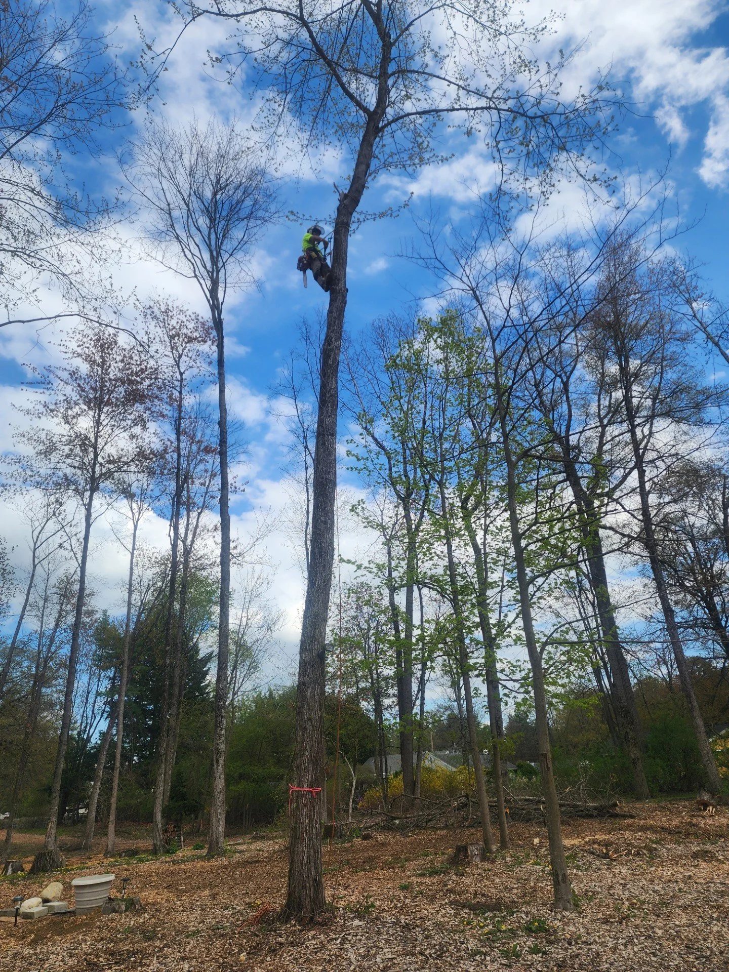 A person climbing a tall tree in a wooded area during daytime. The sky is partly cloudy with clouds and patches of blue visible. The ground is covered with fallen leaves and branches, and there are several other trees with sparse or no leaves around.