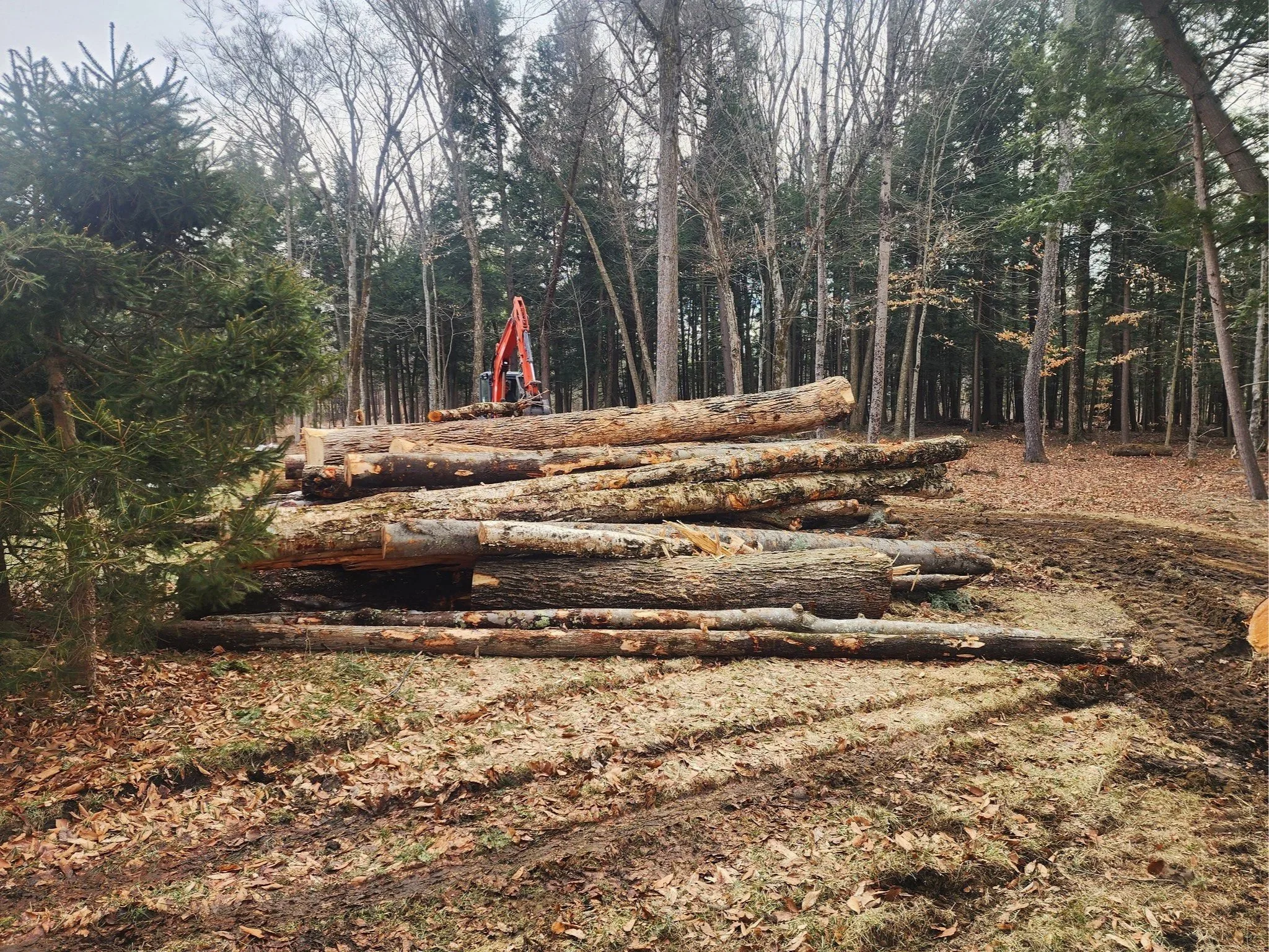A forest scene with numerous tall trees and an orange chainsaw cutting logs on the ground. The trees are mostly leafless, indicating late fall or winter. There is a large stack of cut logs in the foreground.