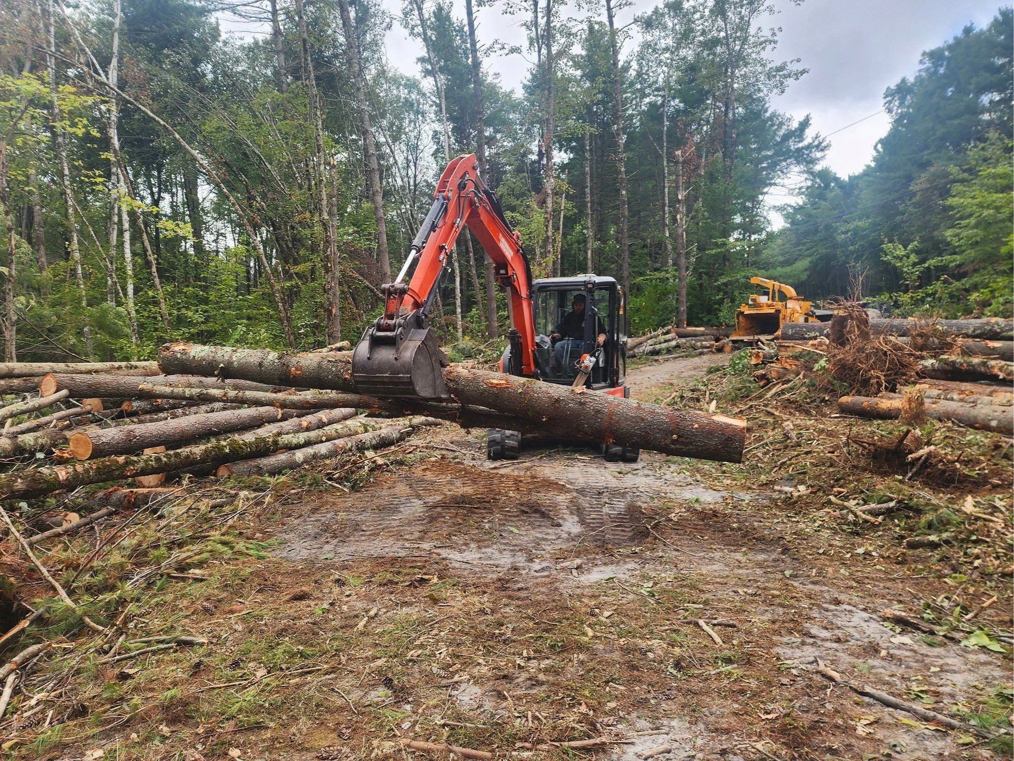 A person operating an orange backhoe loader in a forested area, moving fallen logs and branches amidst tall trees and greenery.