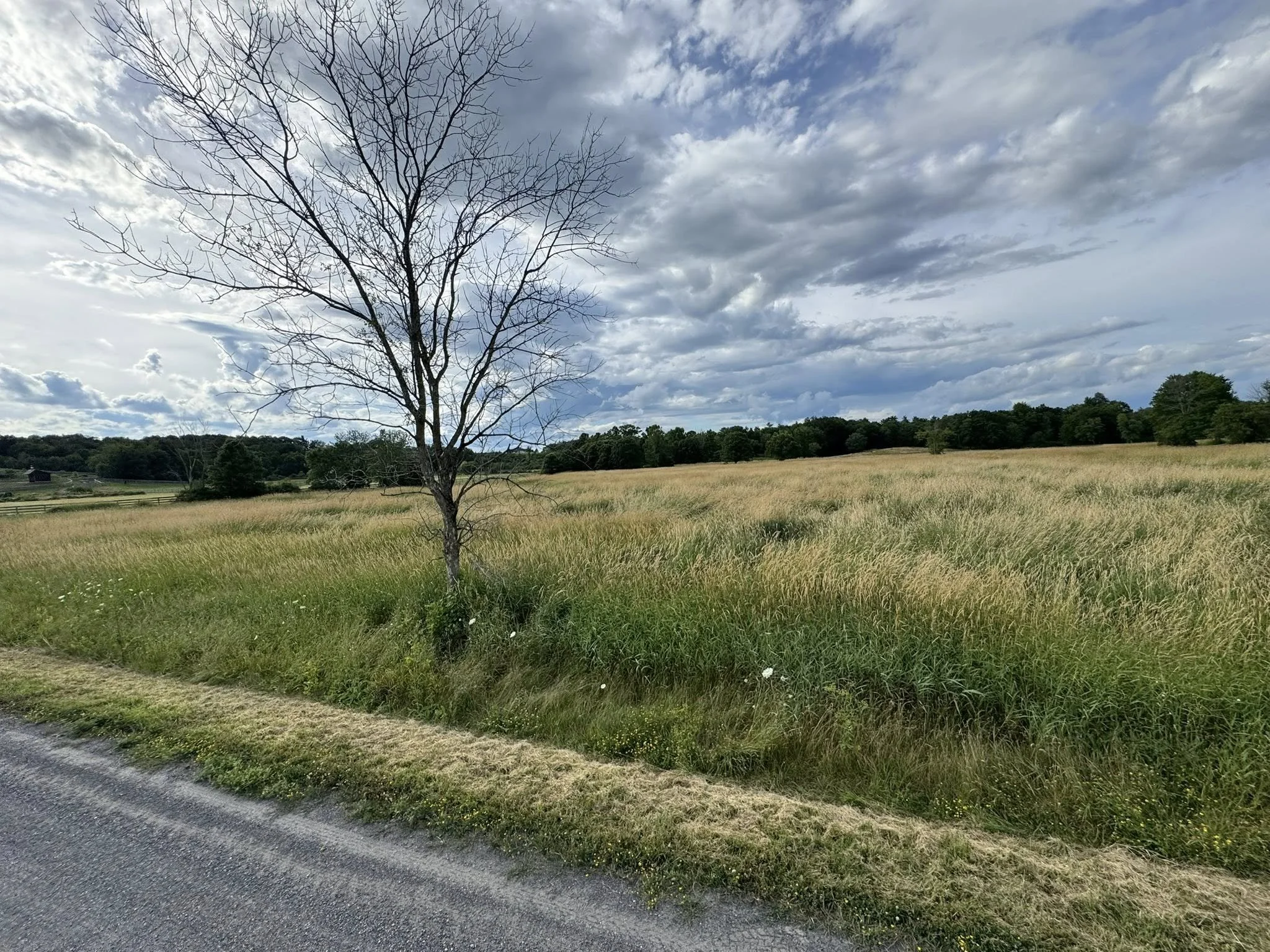 A tree without leaves standing in a grassy field with a cloudy sky overhead.