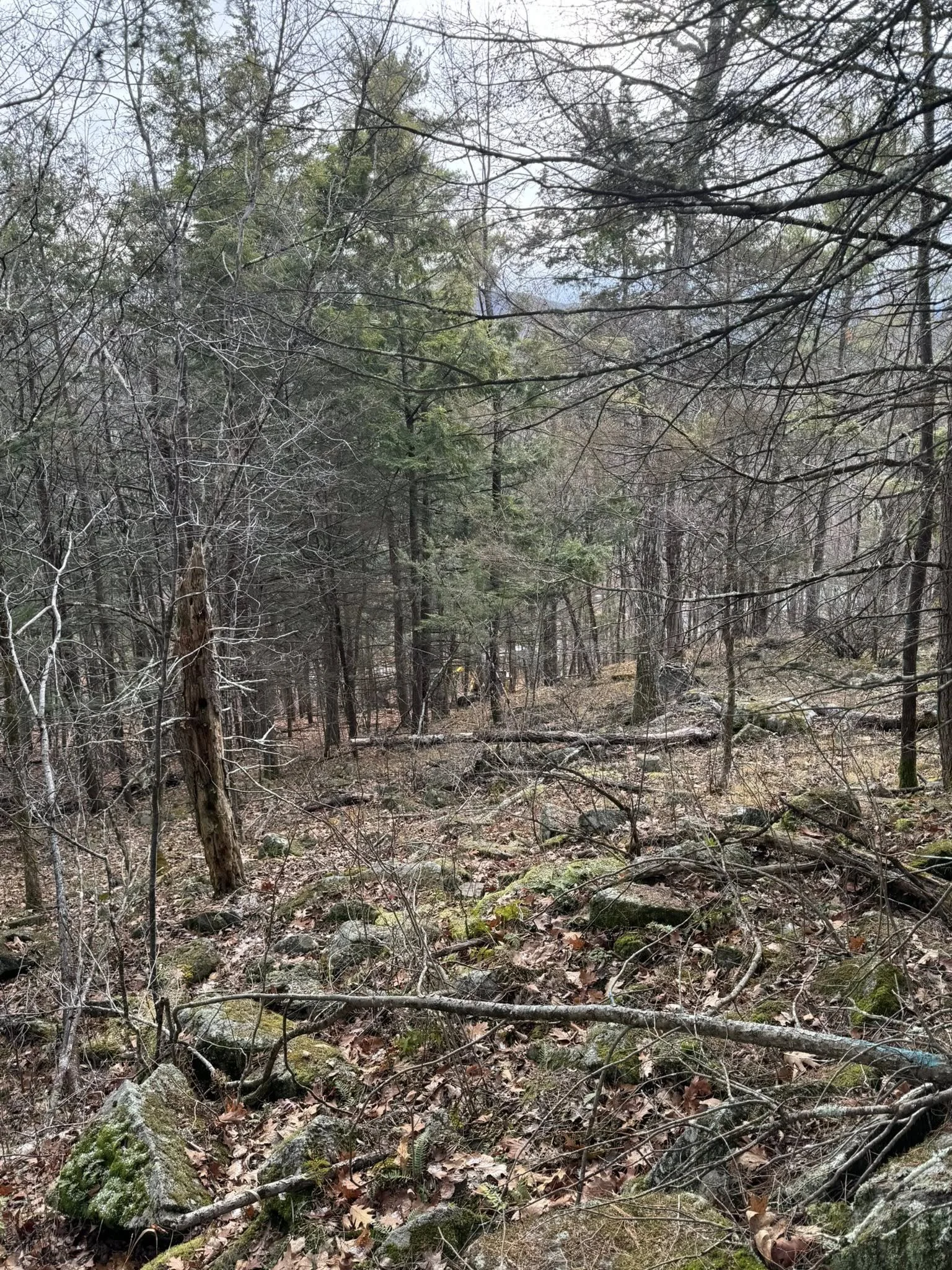 A dense forest with trees, fallen branches, rocks, and leaf-covered ground during the daytime.