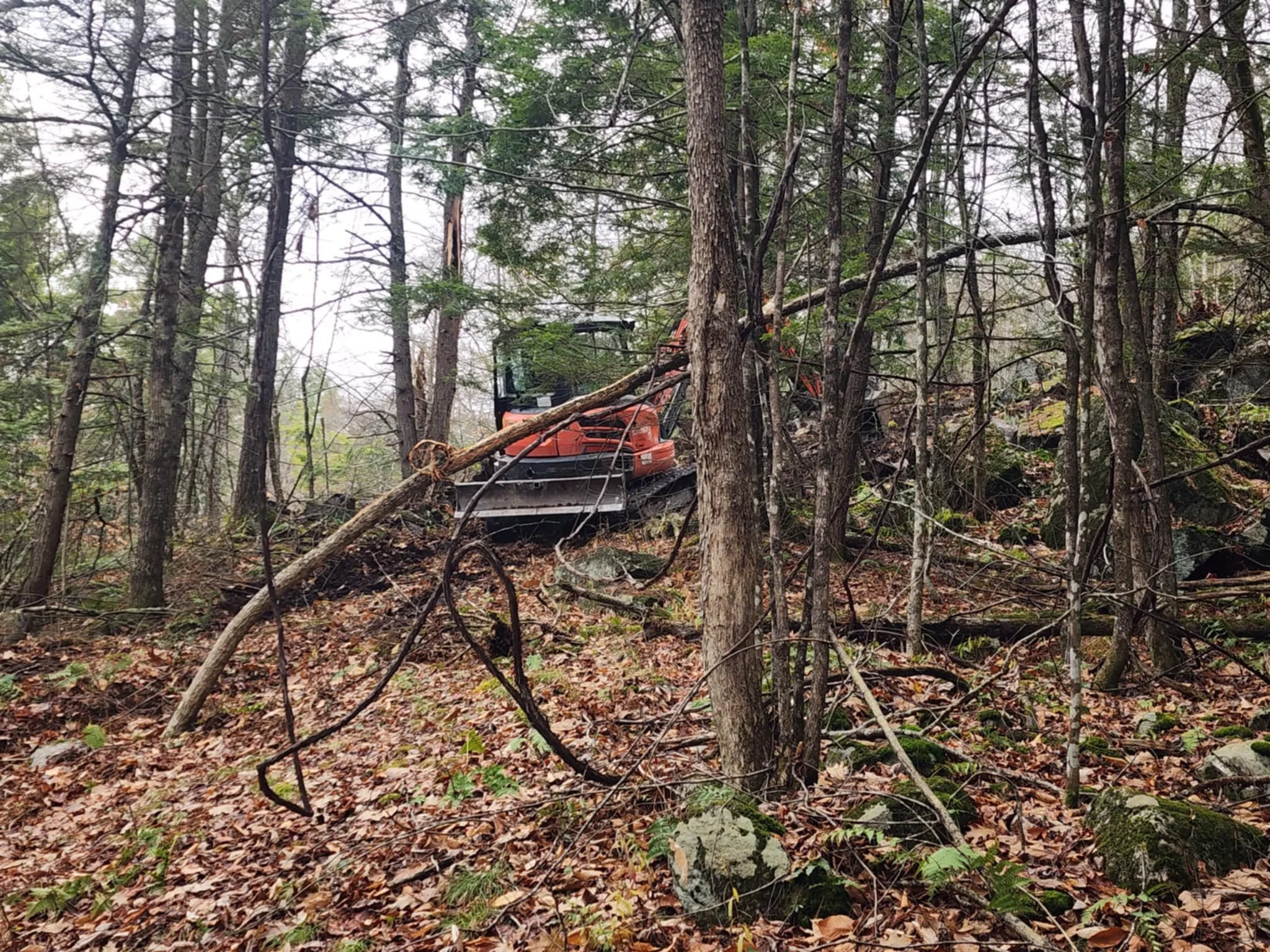 A forest scene with numerous trees, some fallen branches, and a piece of construction machinery partially visible among the trees.