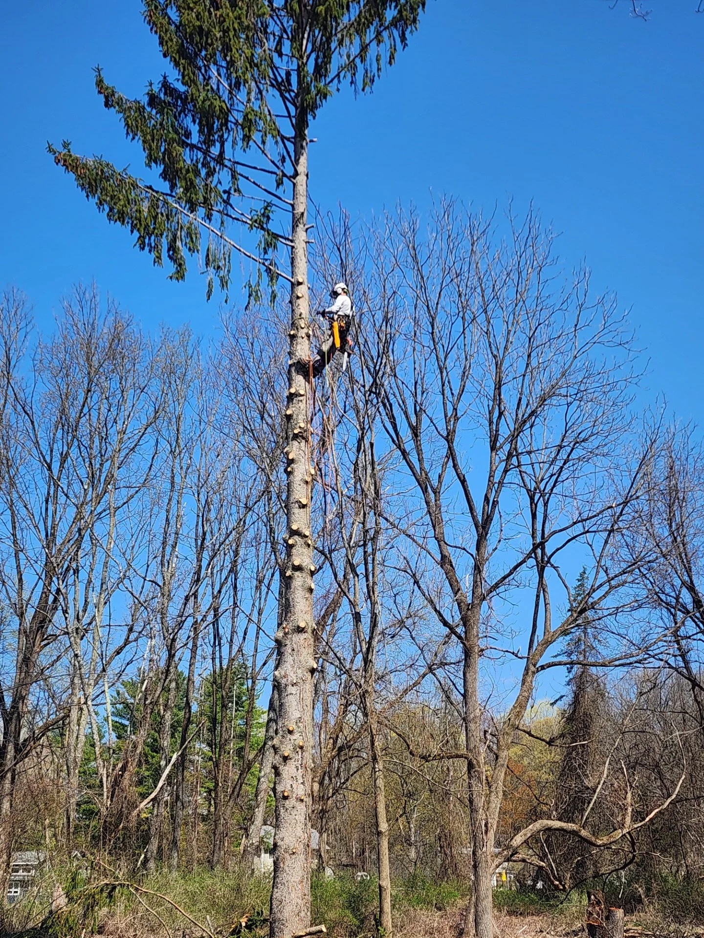 A tree worker in safety gear climbing a tall tree with a harness and ropes, surrounded by other leafless trees against a clear blue sky.