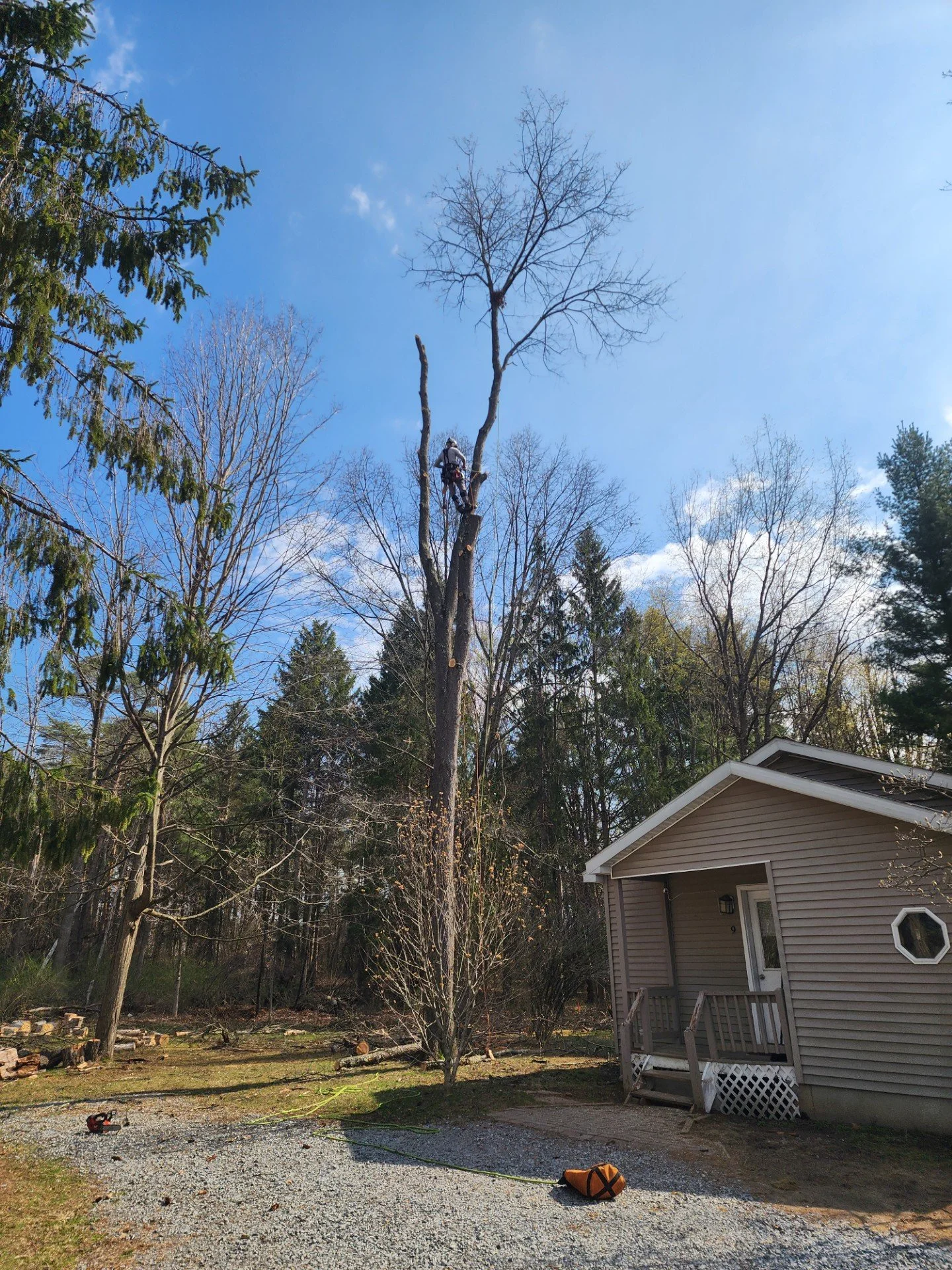 A person trimming a large, tall tree in a backyard with a chainsaw, surrounded by other trees and a house with a porch, under a blue sky with some clouds.