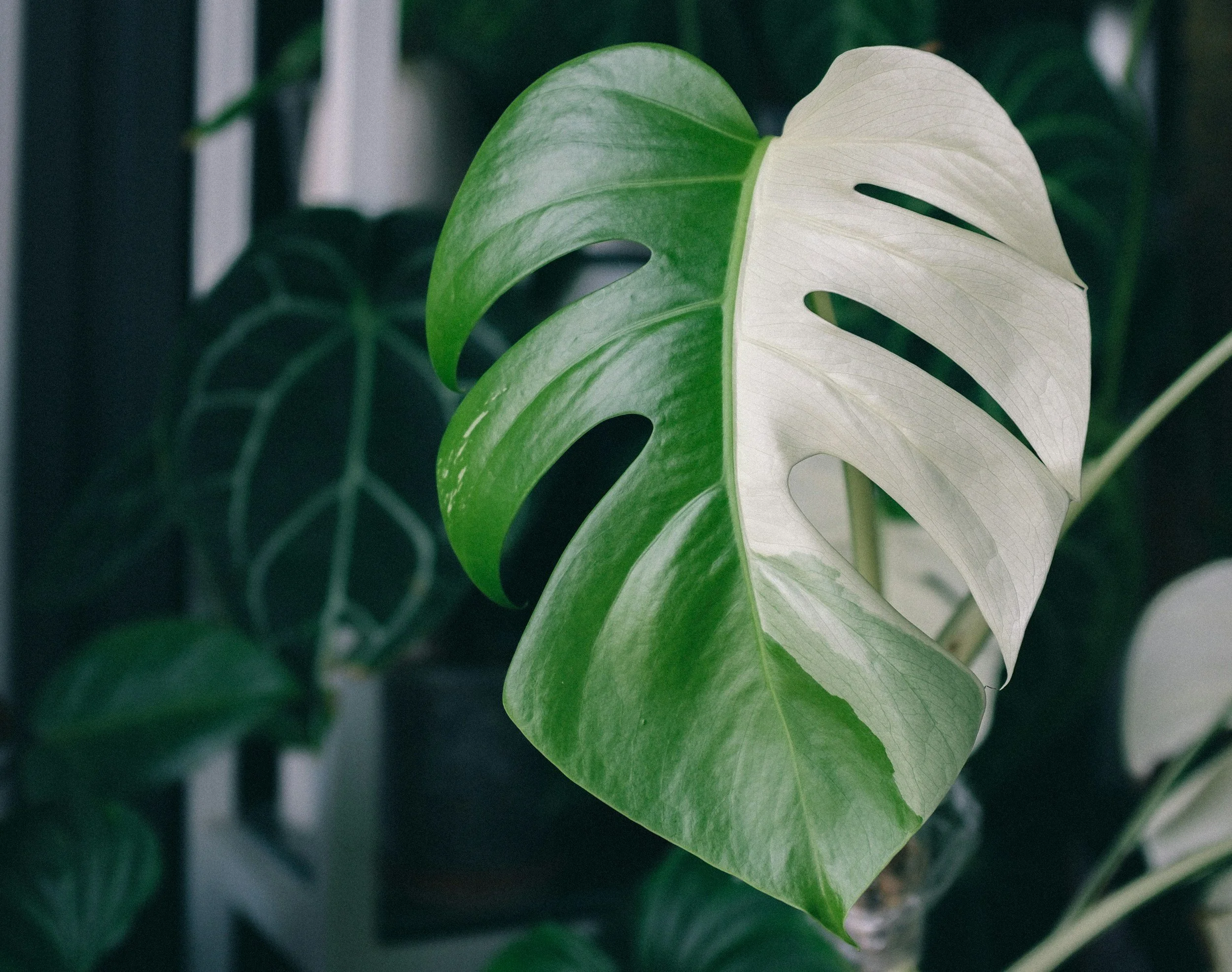white monstera plant leaf