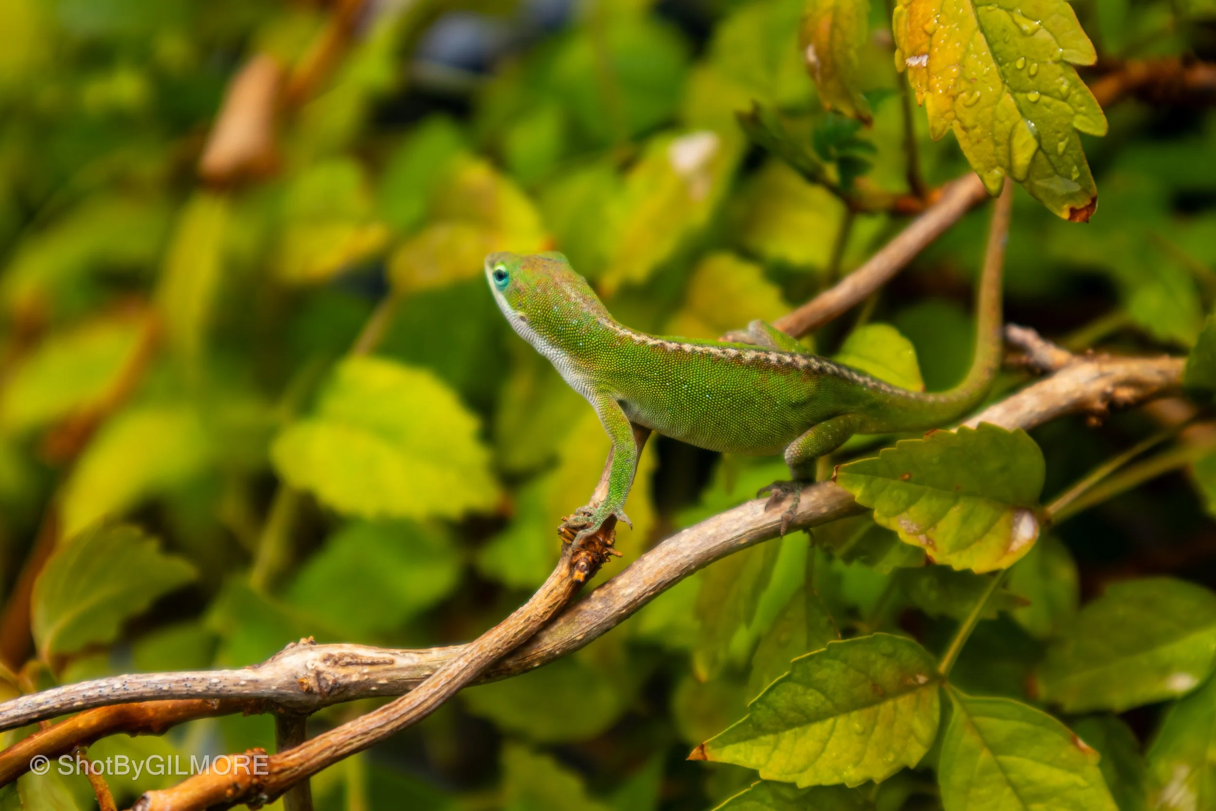A green lizard resting on a tree branch surrounded by green leaves.