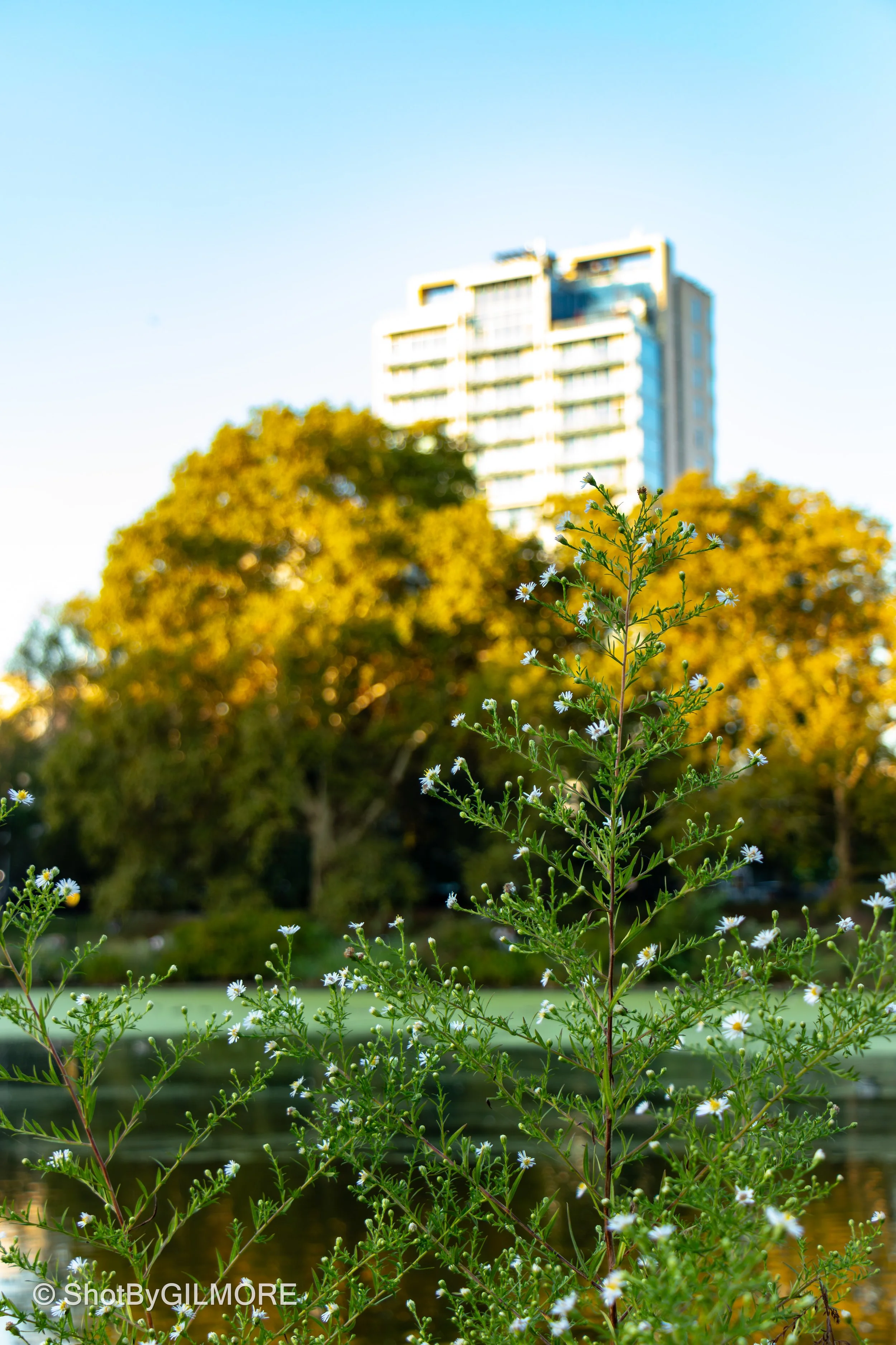 A tall plant with small white flowers in the foreground, a body of water, trees with green and yellow leaves, and a tall modern building in the background.