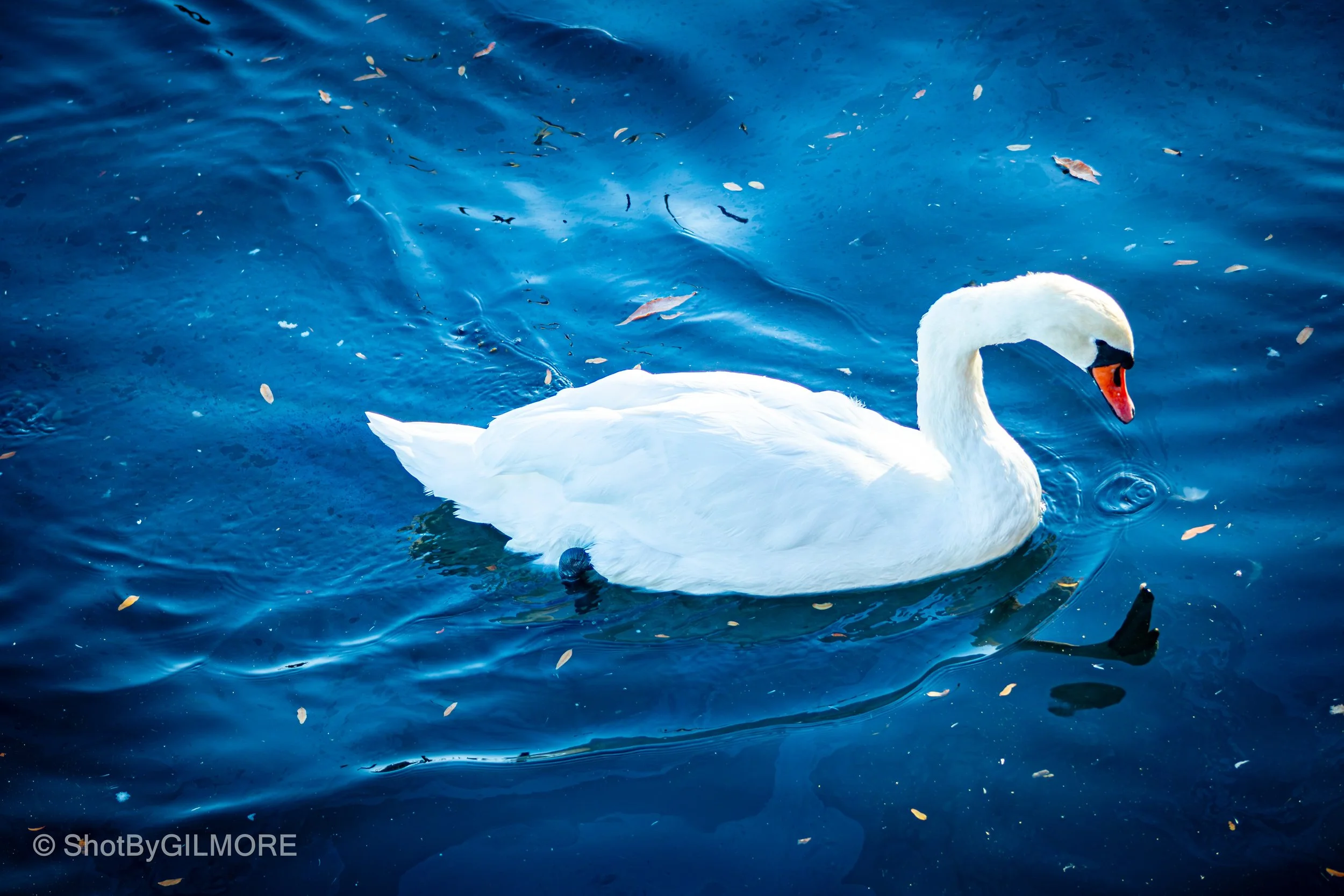 A white swan swimming in a dark blue body of water with small floating leaves.
