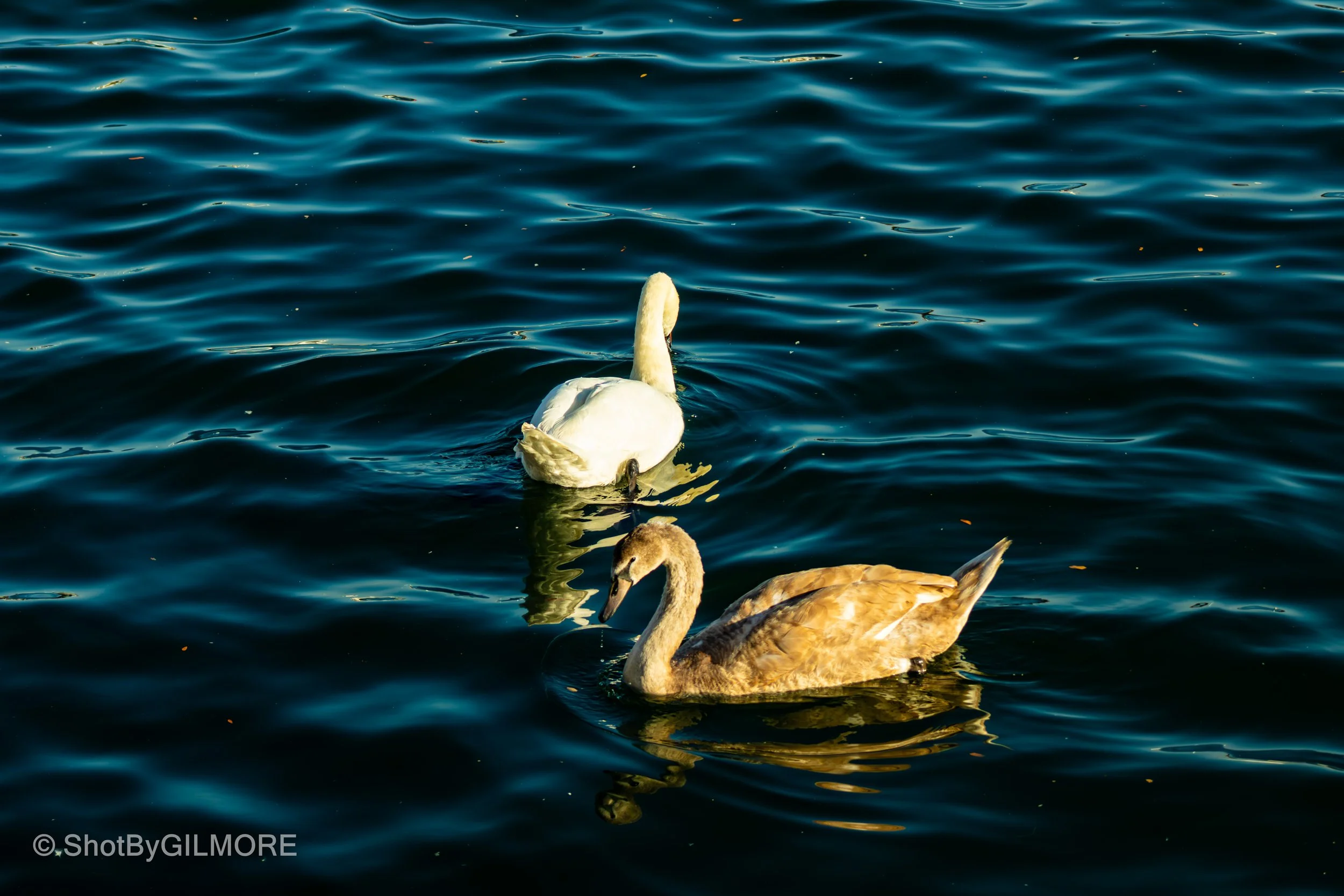 Two swans, one white and one brown, swimming in a dark blue body of water with gentle ripples.