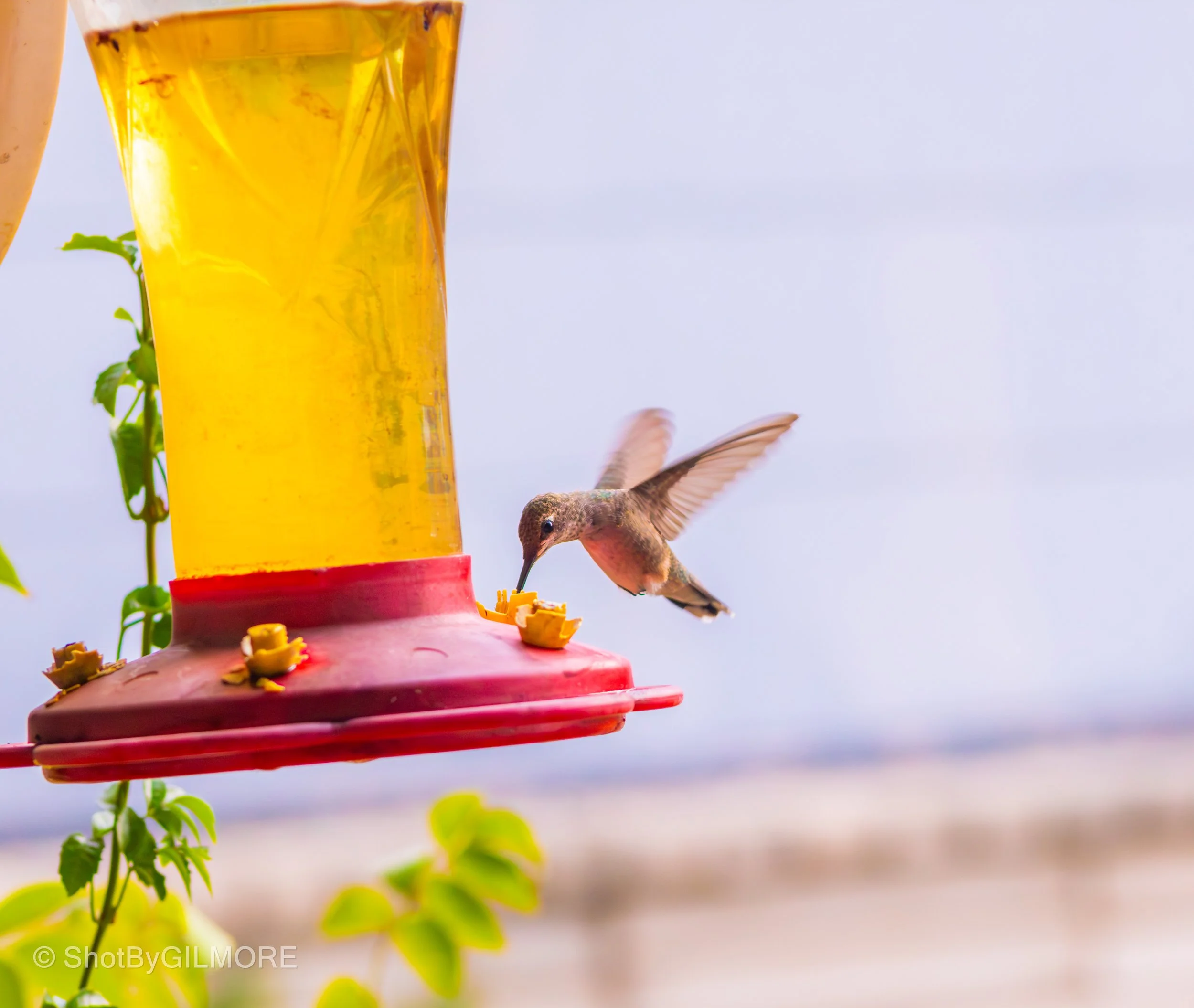 A hummingbird feeding from a red and yellow bird feeder outdoors with a blurred background of sky and landscape.