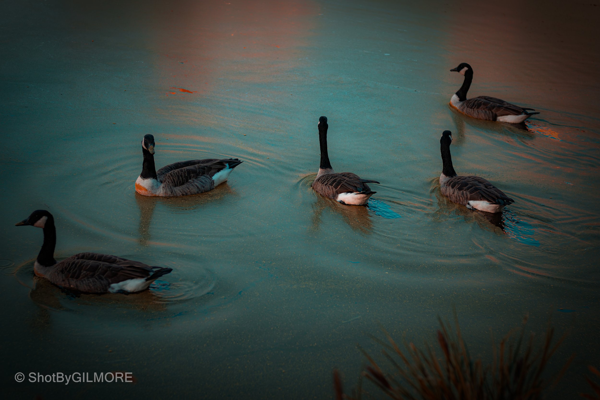 Five Canada geese swimming in a body of water at sunset or sunrise.