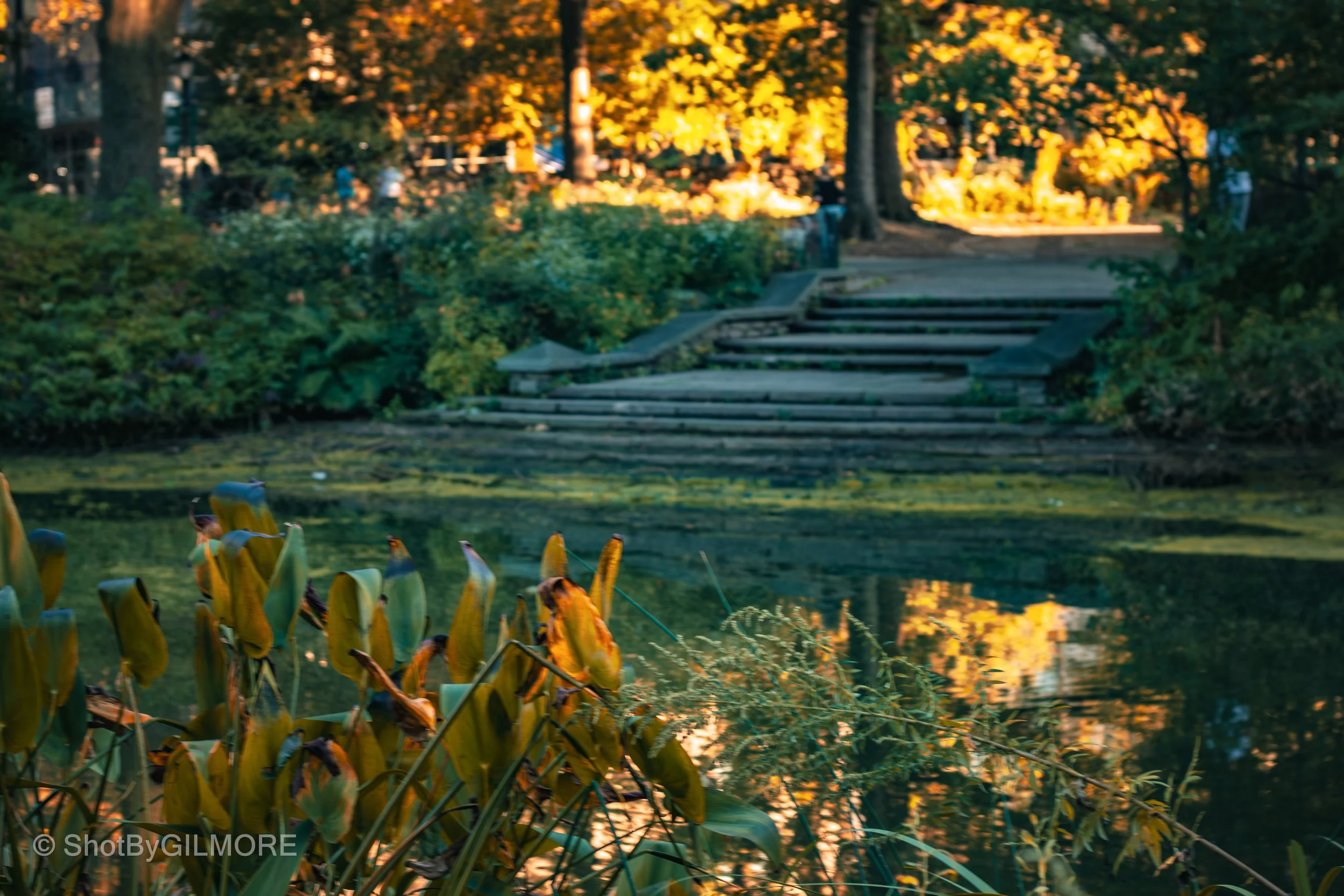 A peaceful park scene during fall with yellow-orange trees, a calm pond reflecting the trees, and wooden steps leading up to a pathway in the background.