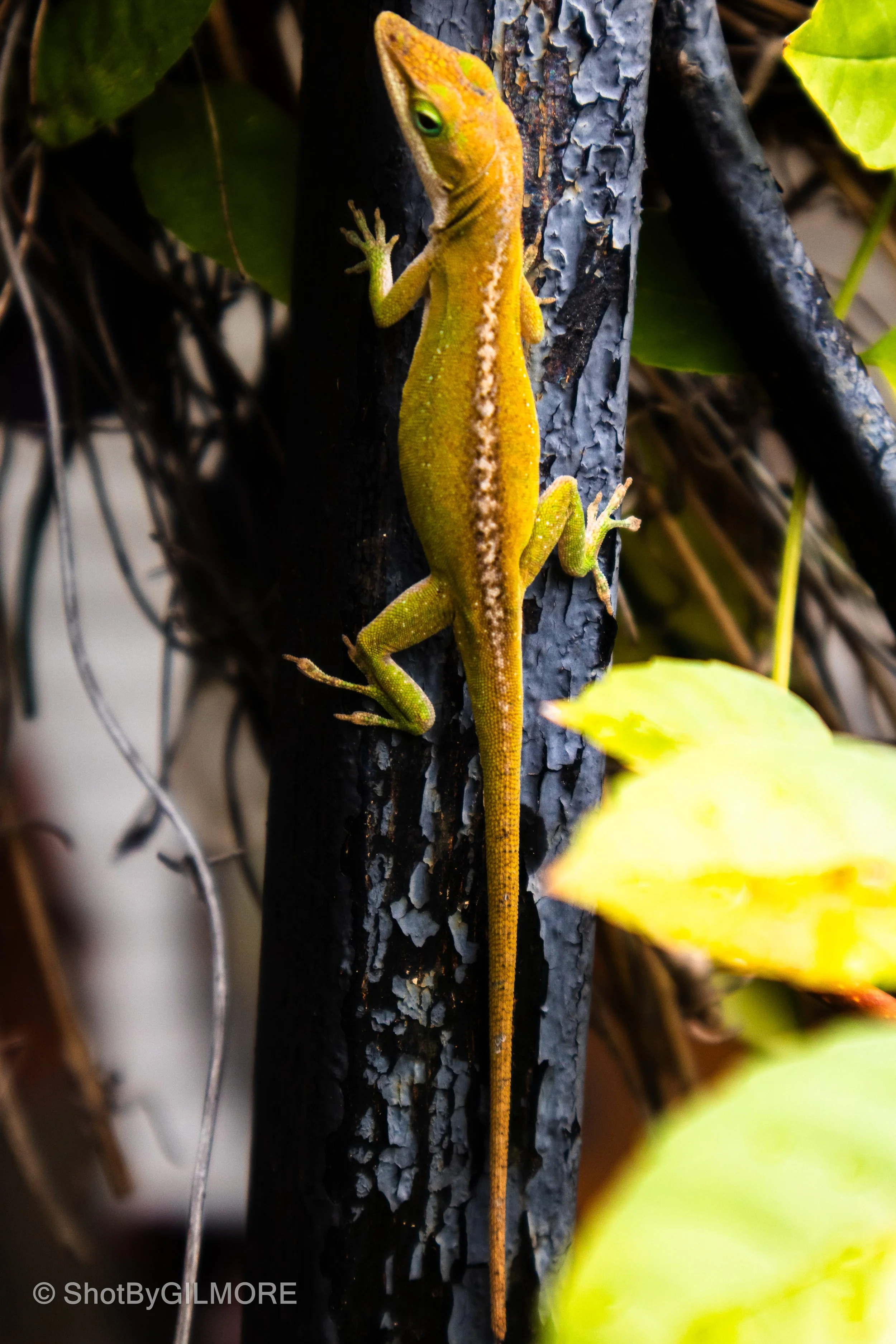 A yellow-green lizard climbing a dark, textured tree trunk surrounded by green and yellow leaves.