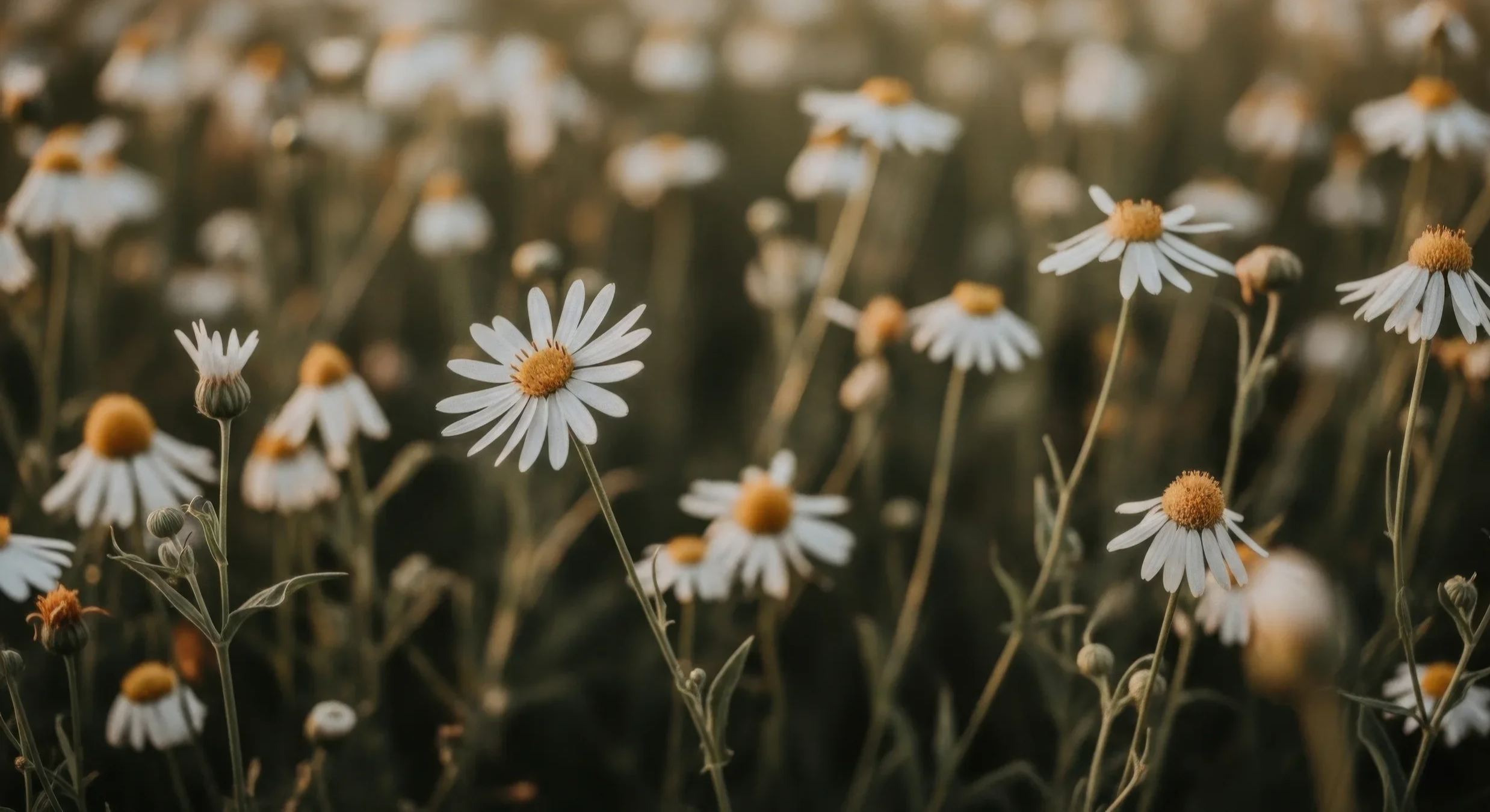 A field of white daisies with yellow centers, some flowers standing tall and others drooping, bathed in warm, golden light with a blurred background.